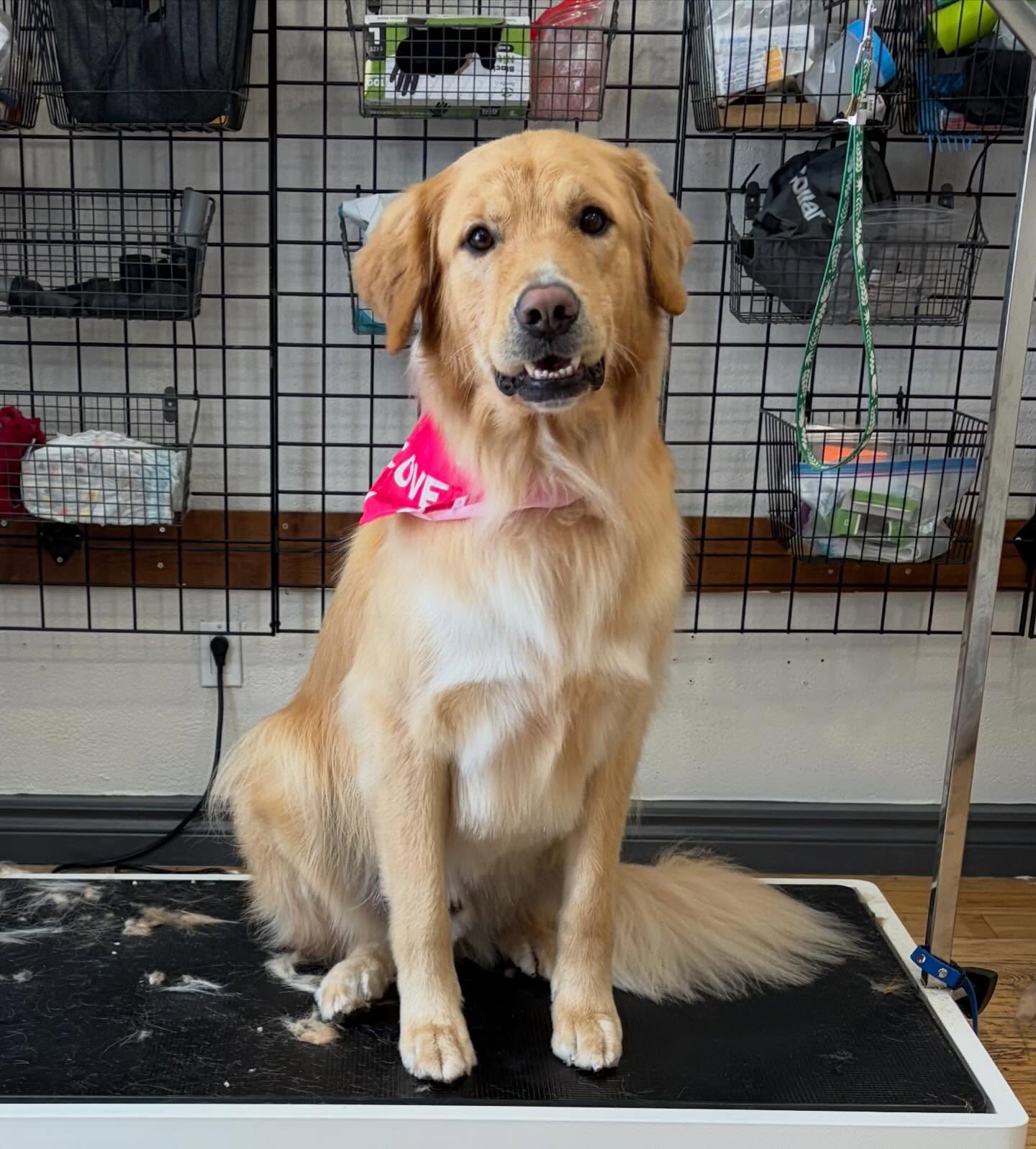 gordon always gives us the most handsome smiles when he visits us for his groom 🦴
Ready to bring your pup in for their first groom? Text or call us at (519) 241-1552 to book.
#doggroominglife #doggroomer #cambridgeontario #dogsofinstagram #supportsmallbusiness