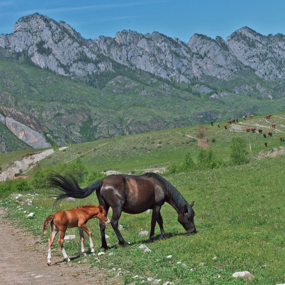 "Courage is being scared to death but saddling up anyway"
- John Wayne
👉🏼 It's important to understand how horses think and how they read us. If you are feeling a certain way, they will read your body language and react to it.
#horseyquotes #horsequotes #saddlesforsale #equestrian #equestrianlife #horsesarelife #ilovemyhorse #horseridinguk #albionsaddles #showjumping #workinghunter #equitation #equipe #saddles #horsesaddles #girlsthatride #horserider #countrylife #myhorseisthebes #devoucouxsaddle #thorowgoodsaddle #adjustablesaddle #equinehour #equine #britishshowjumping #britishdressage
