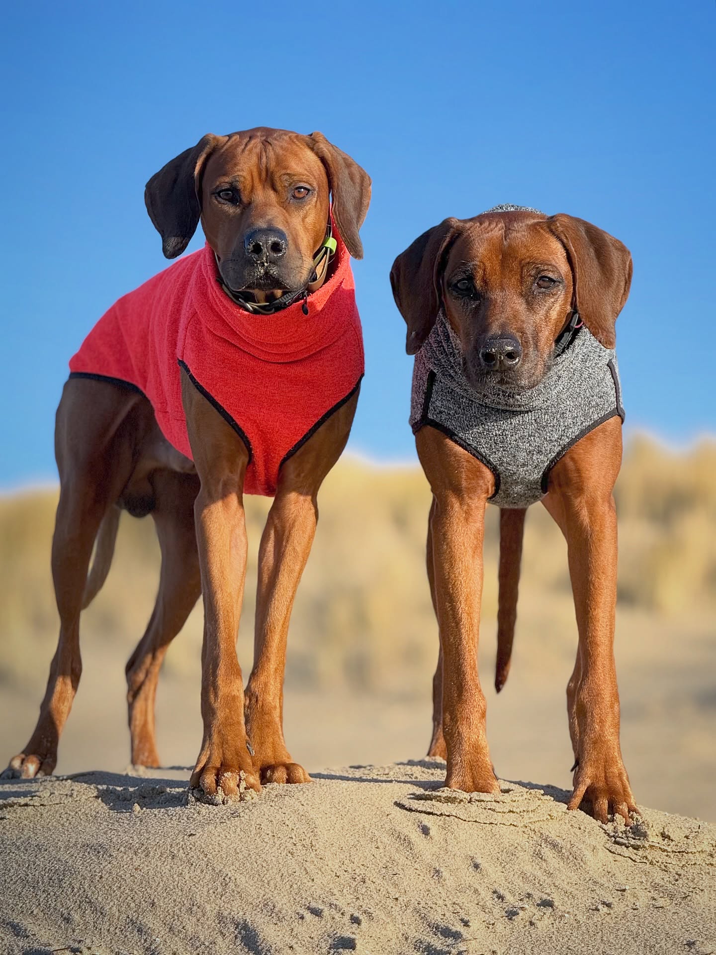 Beide 💭: „Irgendwer schuldet uns Leckerli für diesen Auftritt“
.
.
#ridgebacklove #rhodesianridgeback #hundeliebe #dogsofinstagram #prettydog