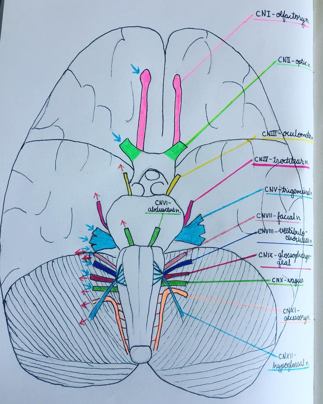 Recently at work I assisted my students with brain and eye dissections. This entailed cutting open the skulls of their cadavers and gently pulling the brains out while trying to preserve as much of the dura (outer protective covering), blood vessels, and nerves as possible. It was a truly incredible, touching experience, and made me reflect even more on the generous individuals who have allowed us to study their anatomy.
.
Cadavers in medical schools are real dead bodies of real people who chose to donate themselves to science education while still alive. They were made completely aware of all the cutting and dissecting that would occur, and still elected to donate. Our summer gross anatomy course is nearing its end, and we’ll soon have a ceremony honoring our donors before the remains are cremated and returned to the families. I wanted to take a moment to express my profound gratitude to the 14 individuals whose bodies we have had the privilege of learning from this year. There is no substitute for seeing the real thing when it comes to anatomical structures, so our donors have played a critical role in the education of future doctors, dentists, and podiatrists.
.
And in case you’re wondering, this is a sketch of a brain in inferior view (basically from the bottom) that I made to teach my students about a set of super important nerves coming directly off of the brain called “cranial nerves.” Out of respect for our cadavers we are not allowed to share photos of their bodies, so you get my teaching artwork instead!
.
#science #scienceteacher #anatomy #anatomydrawing #cranialnerves #brain #cadaver #gratitude #ladyscientist #womeninscience #teachersofinstagram