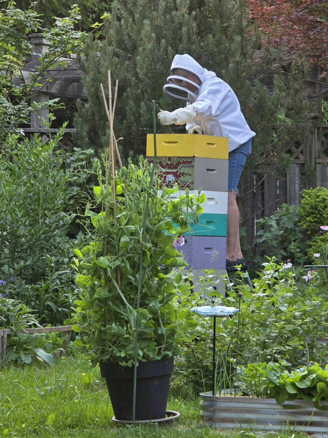 Who's got the tallest hive?
#localhoney #honeybees #springbees #hello #spring #PollinatorPower #polinators #hive #beehives #ontariobeekeeping