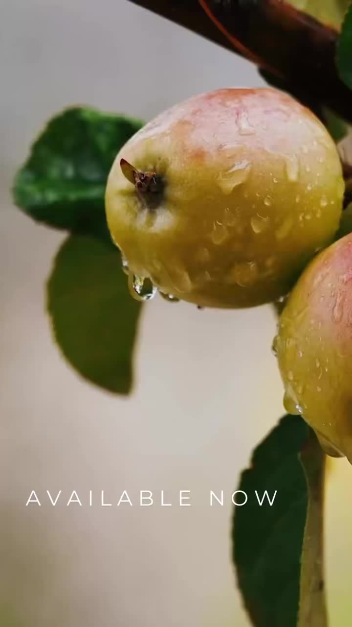 Fruit Tree and Shrub Preorders available now.
Pre-ordering allows you to choose the Apple, Pear, Plum, Peach, Cherry, Raspberry, Blueberry, and Rhubarb varieties you love; while ensuring the healthiest plants and best selection.
Fruit trees bring beautiful spring blooms, followed by harvests meant for fresh eating, baking, and preserving.
Pre-orders are due by February 22, with pick-up and delivery available the first week of May.
Shop online at www.springbluffnursery.com/shop and plant something that will give back for years to come.