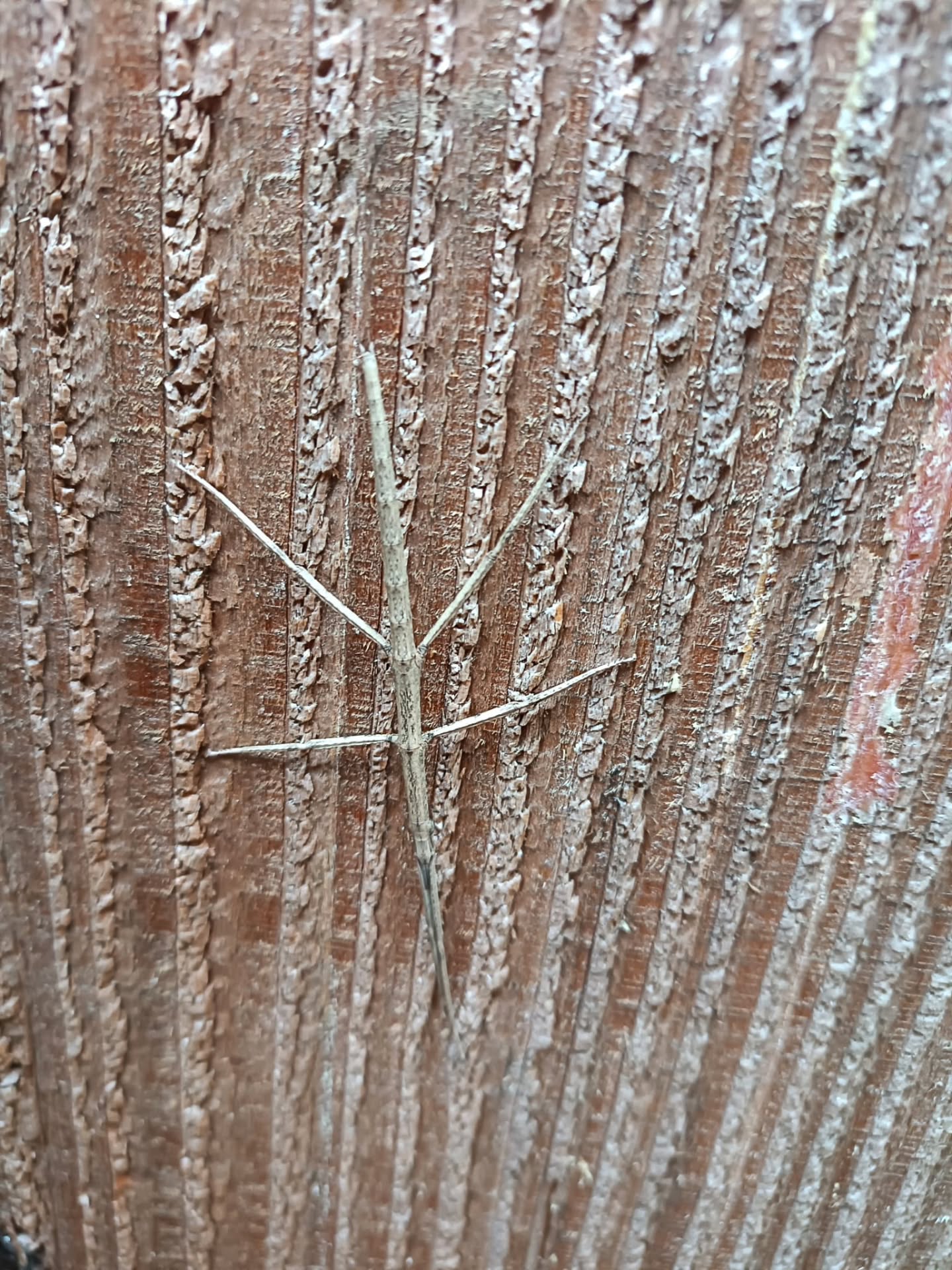 Camuflatge perfecte 🫣
#insectepal #insectopalo #guilleries #montseny #catalunya_animal