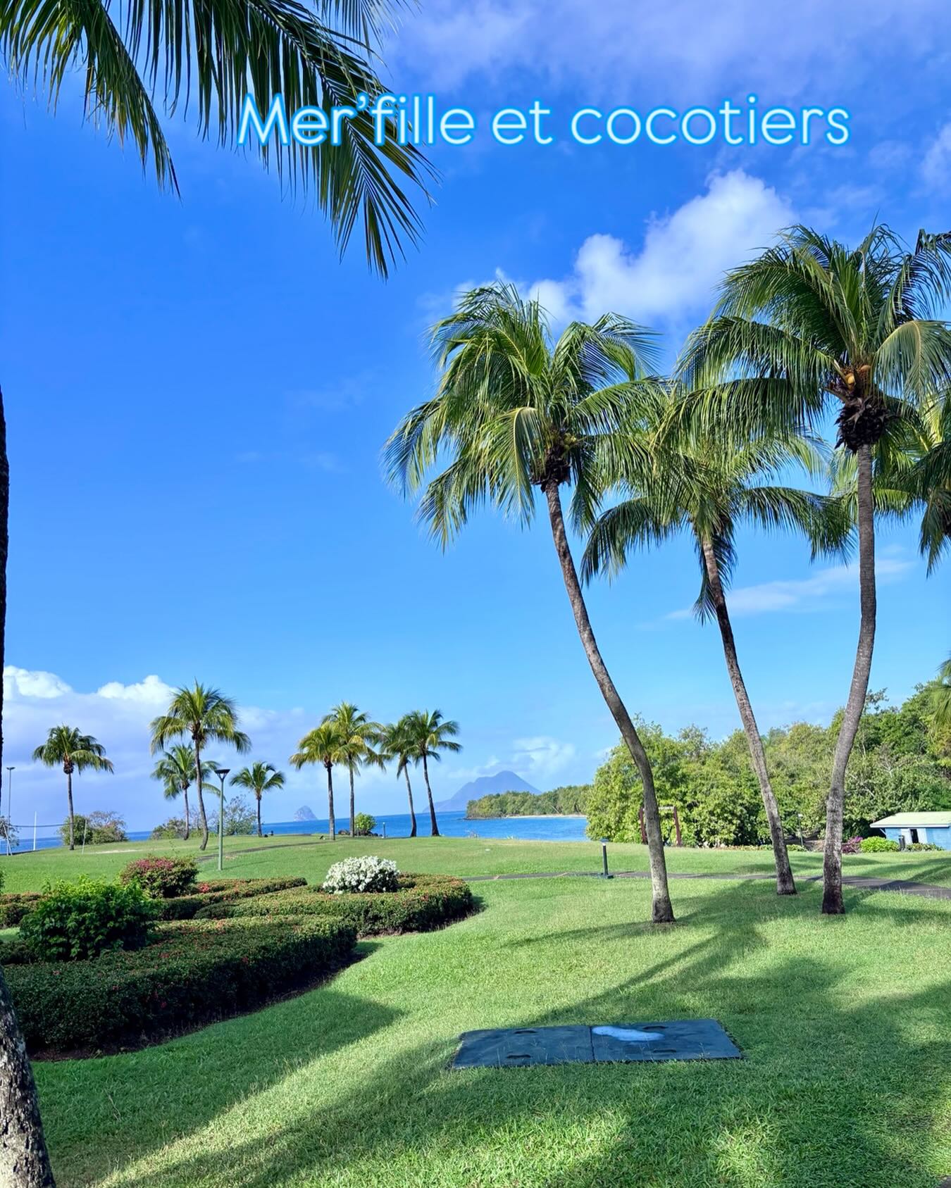 L’ amour inconditionnel des cocotiers ❤️🏝️❤️
#cocotiers #iles #martinique #corse