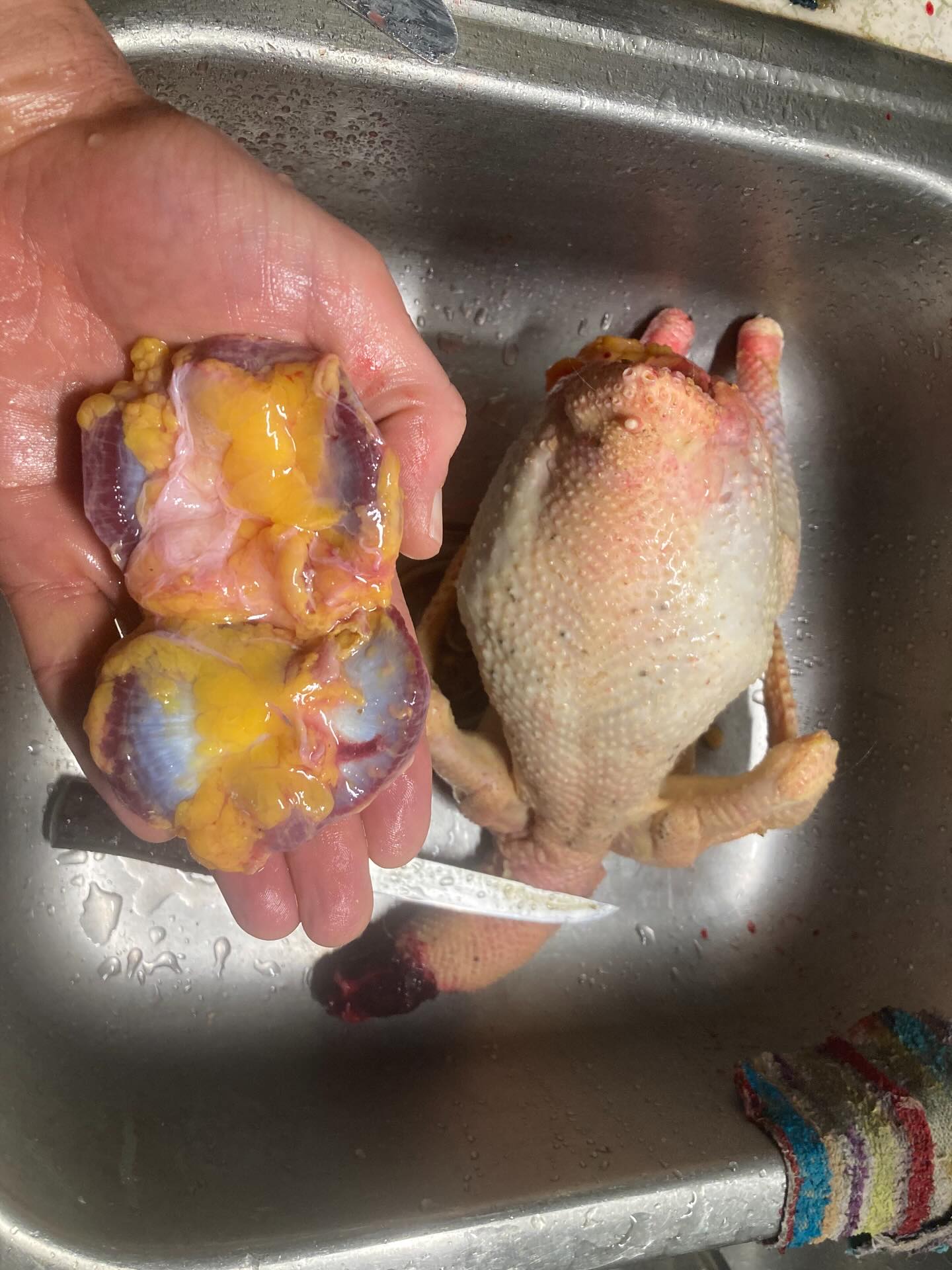 You don’t see fat development like this on grocery store #chicken - 2 year old rooster did his job well protecting the flock, now he joins our families energy field in a different way #gratitude #permaculture #farm #homestead