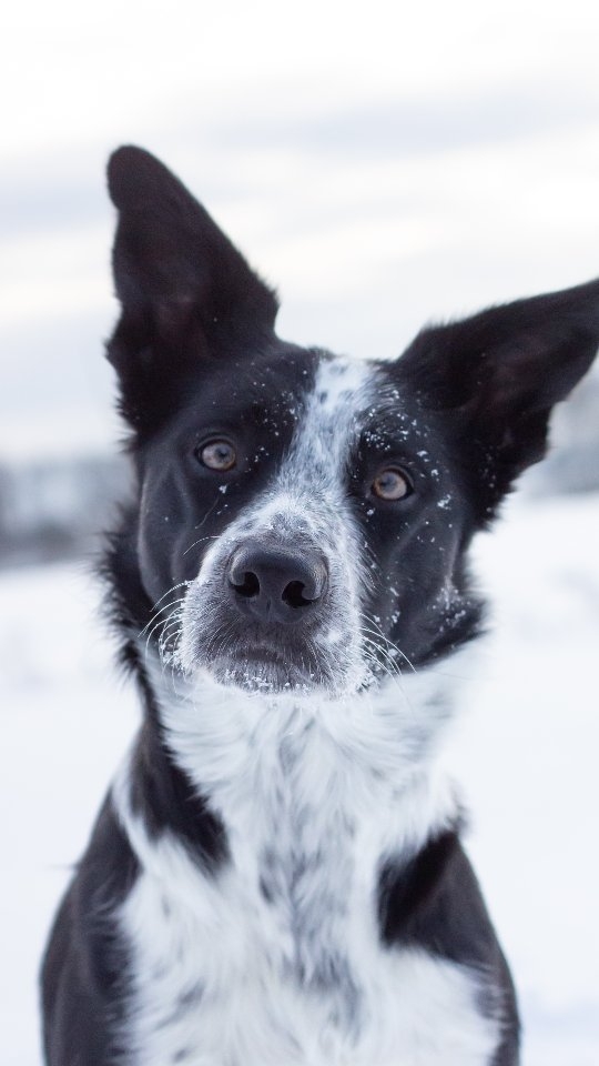 POV: You get a dog and name him Spud - and he turns out to be your soulmate 🥔❤️
#vinterängensspud #bordercollie #dogtricks #trickdog #bordercolliesofinstagram #instadog #TrickDog #DancingK9 #dogtraining #dogtricks #freestyledog #happydog