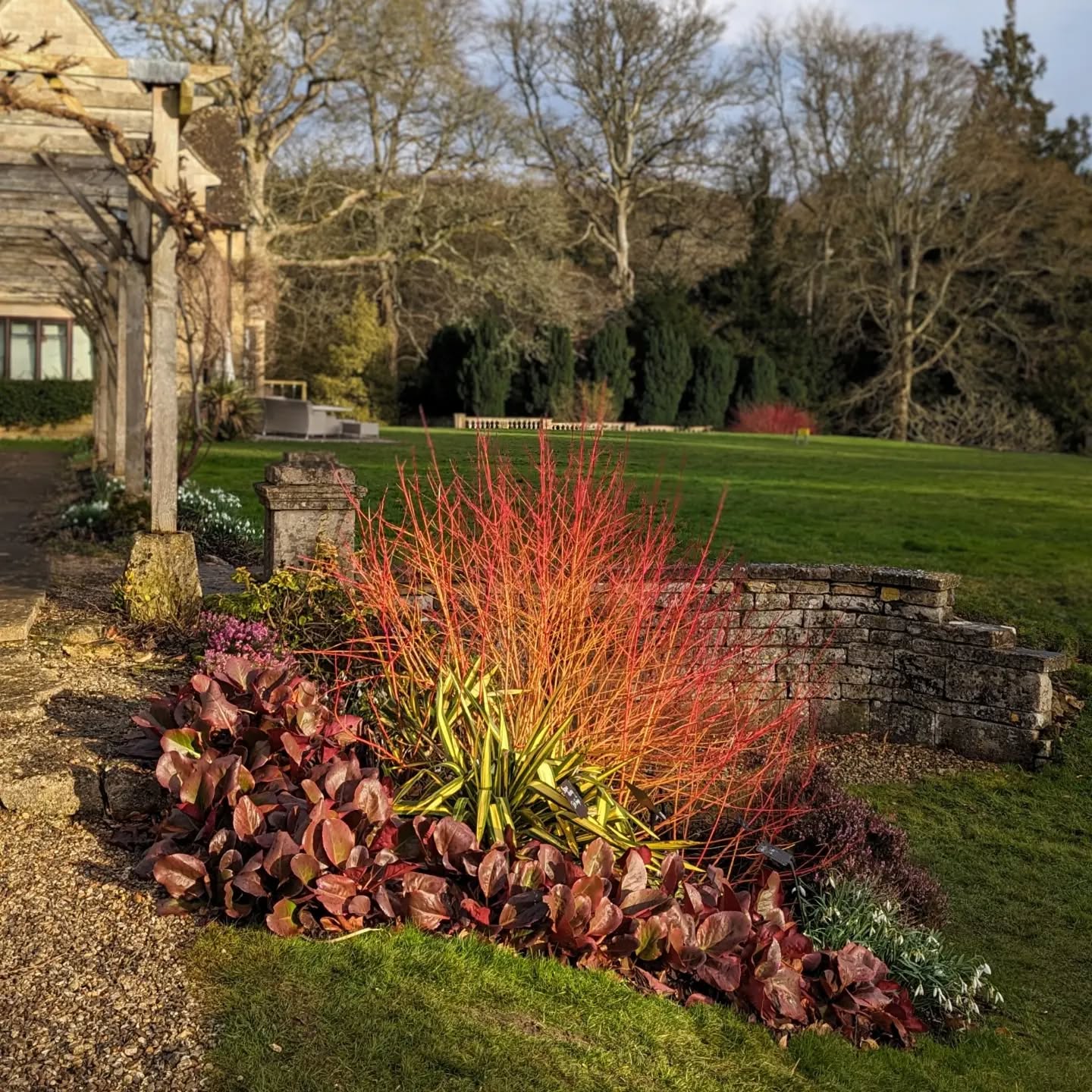 Some Sunday sunshine. This is an unedited photo of Cornus (dogwood) I think either something like "Midwinter Fire" or "Anny's Winter Orange".
An absolutely stunning plant. You can see why we recommend it for a bit of winter cheer.
If you're feeling inspired and wish to recreate this winter border scheme at home, this one has;
A purple Erica (heather) in the background,
A grounding swathe of burgundy Bergenia (elephants ears) as ground cover,
A central pop of acid yellow from a Yucca,
And a dash of white Galanthus (Snowdrops) to the right.
Photographed today at @colesbournegardens
#wintergarden #winterinterestplants #winter #wintergardening #gardendesigner #gardendesign #gardens #landscapersofinstagram #plantsofig #plantsofinstagram #worcestershirehour #cheltenham #cotswolds #thecotswolds #countryside #countrylife #countryliving #wildlifegarden #gardeninspiration #gardeninspo #gardensofinstagram
#artoflandscapes #designandbuild #horticulture