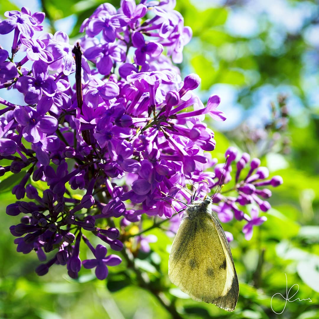 🏺🏛️❗
Εύχομαι σε Όλους Σας Καλό Πάσχα 🐰🙏, Καλή Ανάσταση ❤️ & Καλά…. Τσουγκρίσματα 🥚! Το Απίθανο «Άρωμα» 🌷της Πασχαλιάς ας Μας Γεμίσει Αισιοδοξία! Καλή Ανάσταση με Αγάπη Υγεία και Ευτυχία🌟!
◾◾◾
Wishing you a Happy Orthodox Easter 🐰🙏❤️ may you Be Blessed with Love, Health & Happiness! This is my favorite plant “Syringa vulgaris” that blossoms during Easter with its purple blossoms smelling heavenly! It is colloquially known in Greece as “Πασχαλία – Pash-haa-Liaa» “Easter Plant, Of Easter” and connects to Greek mythology as the Nymph Serina in order to escape the advancements of the god of the forest Panas transformed herself into this divine flowering plant! In the realm of alternative medicine, it has many applications and is used to alleviate rheumatism, stress, depression, and indigestion among others!
◾◾◾
#wanderlust #picoftheday #photooftheday #easter #flower #greektemples #ig_greece #athens #travelblog #travelgram #letsgo #goexplore #travelphotography #discovergreece #greekbloggers #greecelover_gr #greece_all #ig_athens #feelgreece #greece_united #easter2020 #adoregreece #canongreece #wu_greece #greece_moments #roadtrip #greekgods #butterfly #instalifo
◾◾◾