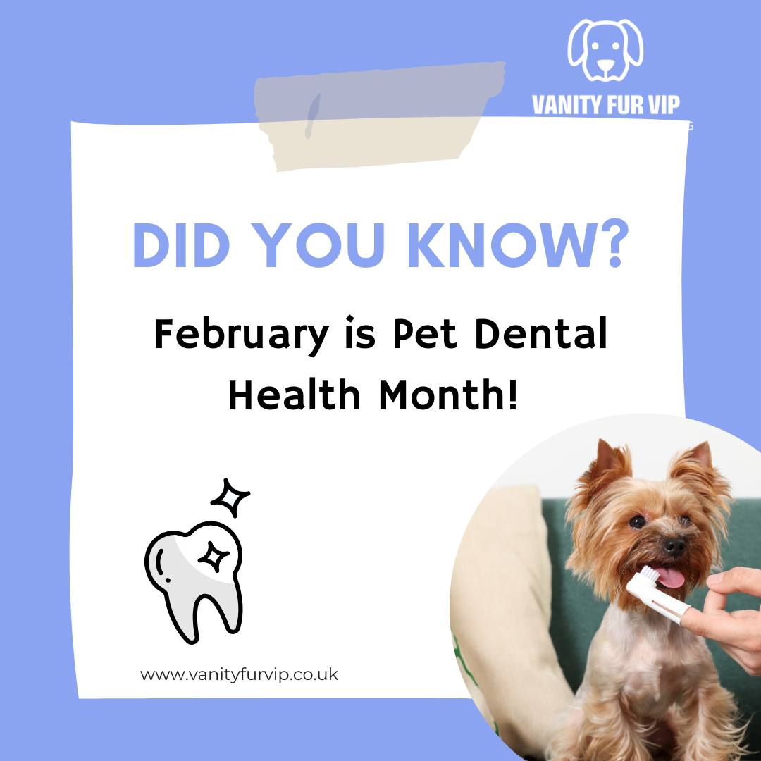 🧡 February is Pet Dental Health Month 🧡
You can help protect your dog’s health by looking after their teeth.
Regular brushing and gentle dental care help reduce plaque and tartar, support healthy gums, and can prevent discomfort and future health issues.
Love,
Melanie @ Vanity Fur VIP x
#vanityfurvip