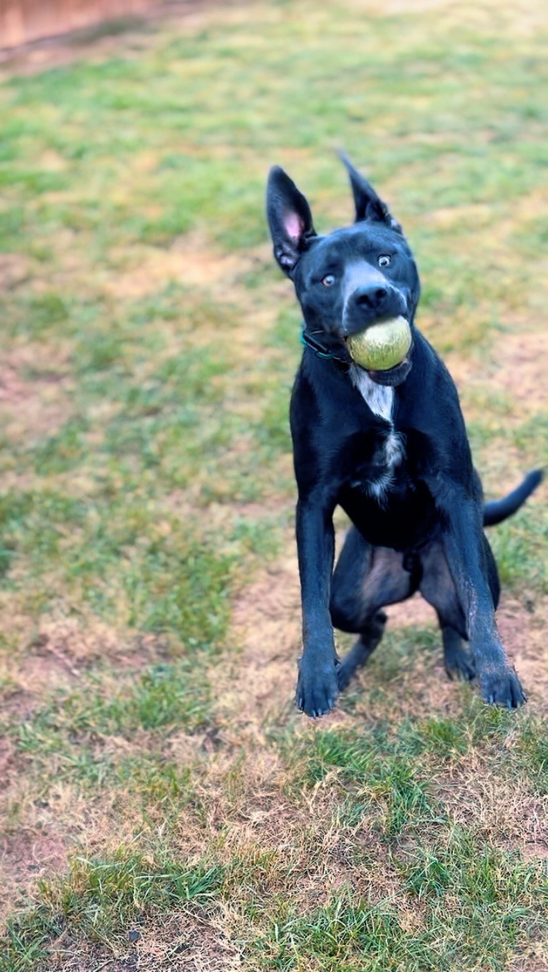 Your dog being friendly doesn’t mean your dog is socialized.
Socialized dogs can regulate their emotions in stimulating environments.
‘Social’ dogs are just happy to be there.
There’s a big difference.
#dogtrainingtools