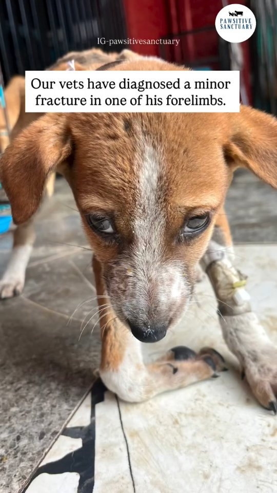 Meet Rocket ๐พ
Sometimes, we face countless challenges that we canโt even share. While we were busy attending other rescues, we requested the reporter to bring this puppy safely to our shelter. Instead, we were told that if we couldnโt help, the pup would be thrown into an empty plot. Somehow, he was dropped at our shelterโleft at our gate without completing any formalities, without waiting, without a word.
Rocket was brought to us in a heartbreaking condition. He is just a baby and is in severe trauma. Even a gentle touch makes him cry out in fear and pain. ๐
Our vets have diagnosed a minor fracture in one of his forelimbs. Due to the pain and shock, Rocket is not eating on his own and is currently on IV drips for support.
We have started his treatment, but he will need continued medical care, medication, and gentle handling to recoverโboth physically and emotionally.
This is the harsh reality we deal with every day, but turning away was never an option.
๐ Please help us give Rocket a chance to heal and feel safe again.
๐ Link in bio to donate and support his treatment.
๐ PayPal: @pawsitivesanctuary
๐ American and Global Donors: pawsitivesanctuary.networkforgood.com
๐ Canadian Donors: pawsitivesanctuary.com/donate
๐ E-transfer: infopawsitivesanctuary@gmail.com
#rescue #rescuedogsofinstagram #animalrights #adoptdontshop #donate