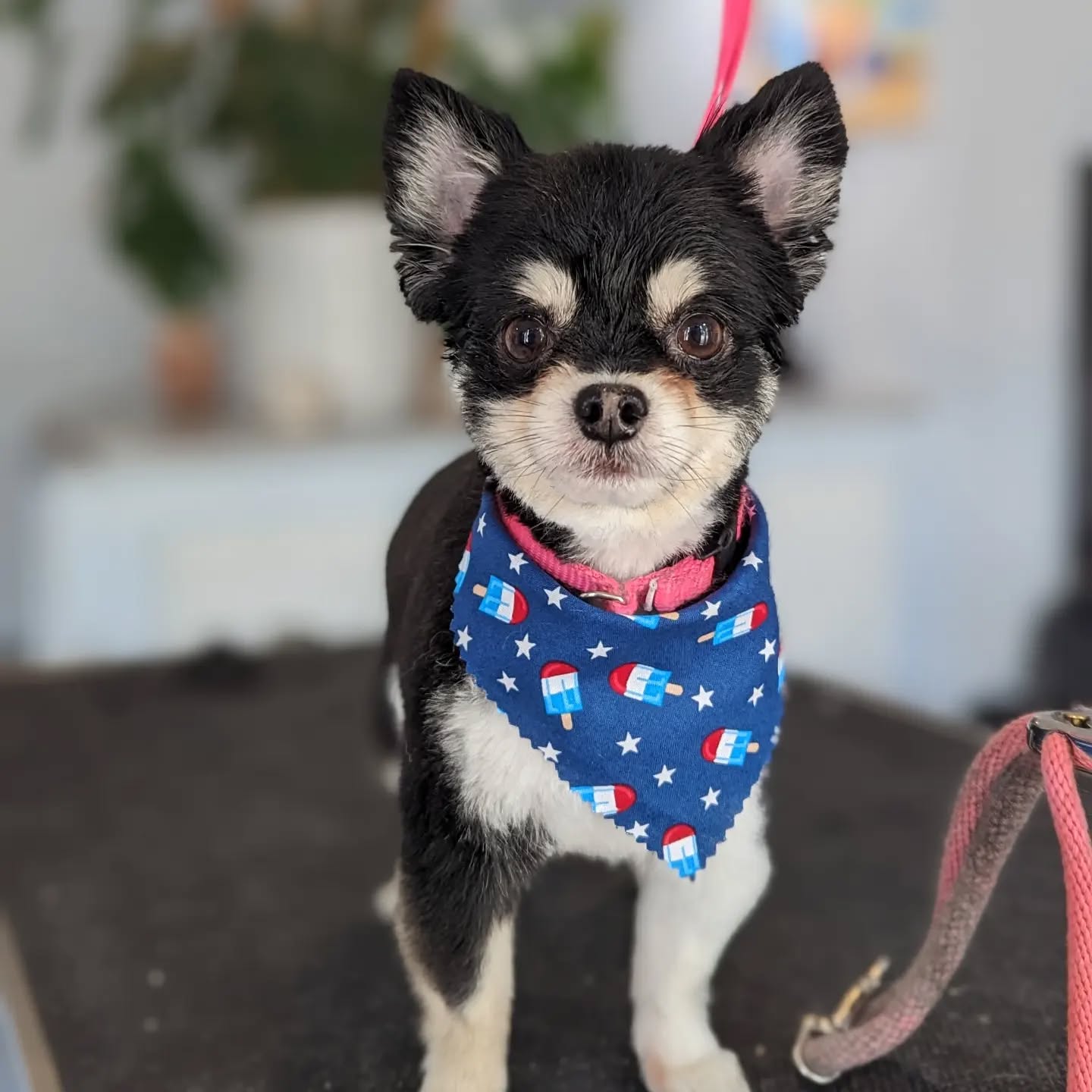 I went from grooming this little 5lb nugget to grooming a 100lb nugget afterwards๐๐
Ft. Bandit ๐ถ
#saltydogpetspa #groomingbylexi #saltydogs #menomoneefallsdowntown #downtownmenomoneefalls #menomoneefallssmallbusiness #womanrunbusiness #supportlocal #chihuahuasofinstagram #dogsofinstagram