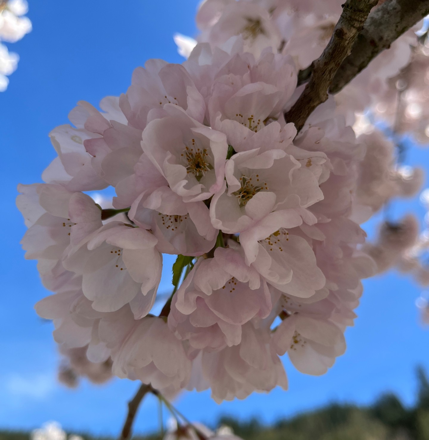 🌿 Exciting News! We now have a referral program. Refer a colleague and you both get 15% off your next purchase. Spread the love! Login to your account to get your unique code.
#BitterRootsApothecary
#ReferralProgram
#Chineseherbalmedicine
#traditionalchineseherbs
#herbaltinctures