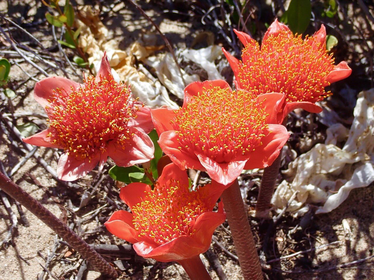 Summer Blossoms #capesummer #fynbos #capetown #surf #yoga