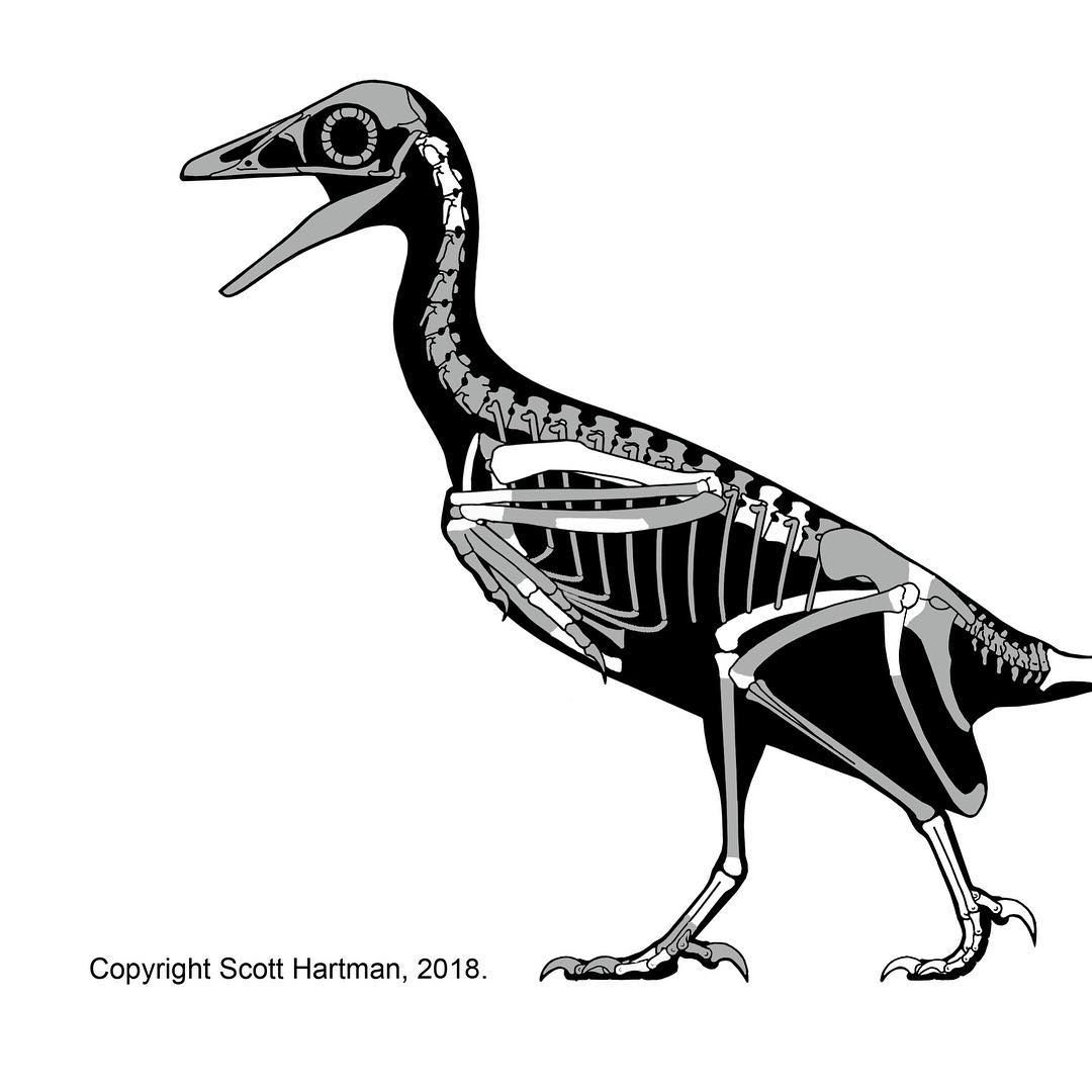 More about Mirarce! This is a skeletal reconstruction of the extinct Cretaceous bird from Utah that I published on today with my colleagues Howard Hutchison and Jingmai O’Connor. I have the talented Scott Hartman to thank for this illustration (skeletaldrawing.com).
.
The white bits are parts that were found. We have about 30% of the skeleton! It may not sound like a lot, but it’s WAY more than any other North American enantiornithine bird (most of which are known from a single foot bone). Now we have much more information about the anatomy and evolution of this group! More details in another post soon...
.
But for now, let’s talk about the name: Mirarce eatoni (Meer-ark-ee). One of the most fun parts of describing a new fossil is coming up with the name! It’s a chance to get creative, and I have @andrewmcdonald1701 to thank for help coming up with this one.
.
Mirus = “wonderful” in Latin, paying homage to the exquisite 3d preservation of the fossil. Arce = name of the winged messenger of the titans in Greek mythology, highlighting the advanced flight adaptations of this bird. Eatoni = in honor of Dr. Jeff Eaton for his years of important research on Cretaceous fossils from Utah.
.
#bird #science #womeninstem #bone #extinct #scotthartman #skeleton