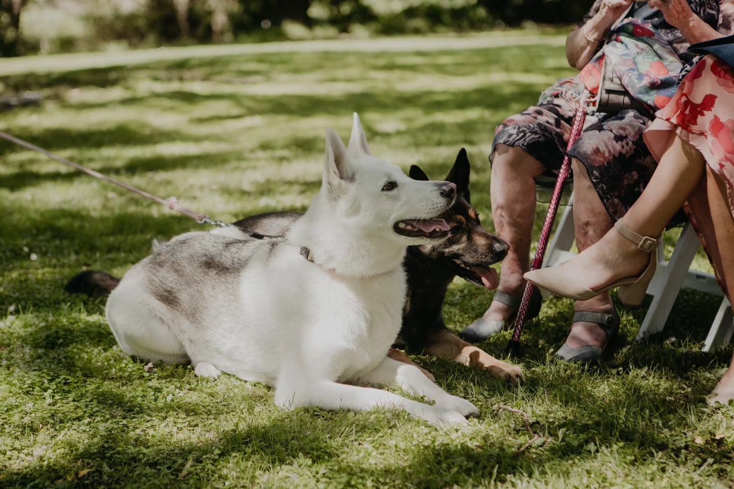 The cutest wedding guests 🐕
(This was before they both jumped in the lake 😅)