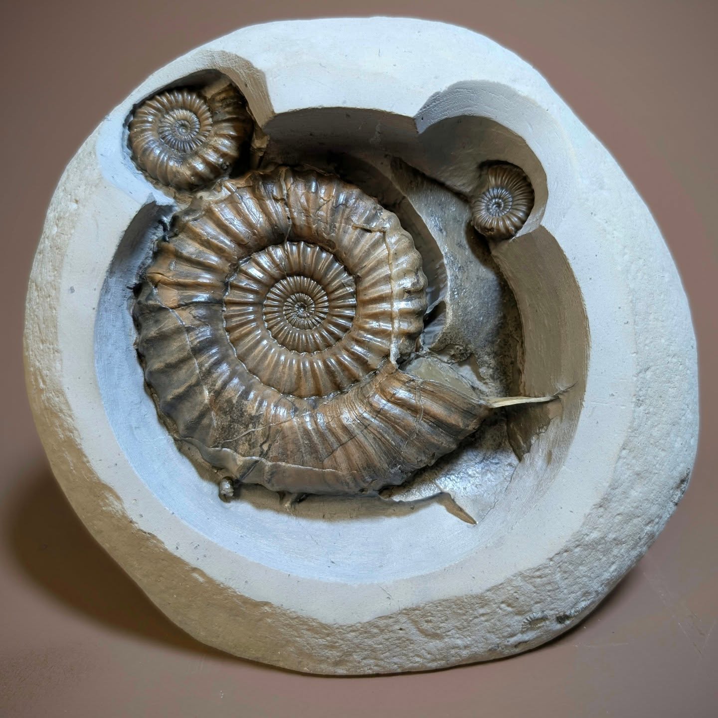 Two ears and a head? That's what the viewing apature to this nodule reminds me of. The Jurassic Androgynoceras ammonite within measures 11 cm across and the two smaller are microconch Androgynoceras. I have prepared the nodule so that it can be viewed from both sides. Locality Charmouth beach, stone barrow.
#Museum #ammonite #paleontology #AncientHistory #fossils