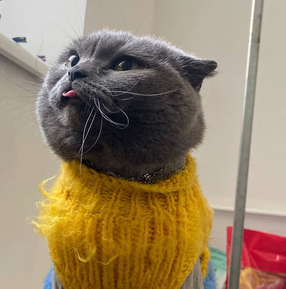 Дуже серйозний писочок проти милого язичка ;)
Як Зара не відбивалась, а ми її все ж постигли...