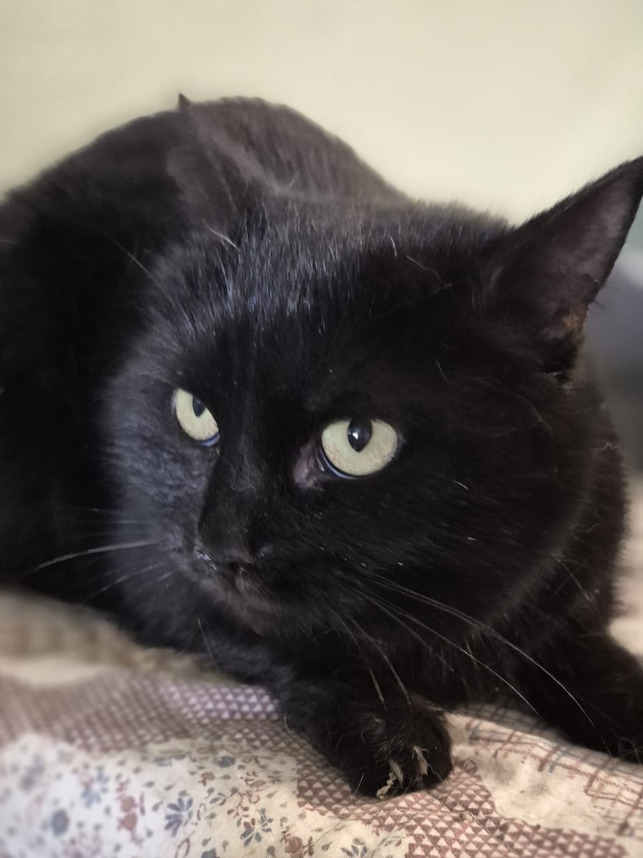 *Zuhause gefunden* Aga – sie sucht endlich einen Ort zum ankommen 🖤
Aga ist etwa 4 Jahre alt, schwarz wie die Nacht und lebt im Katzenasyl in Polen. Das Leben dort ist ihr ehrlich gesagt zu viel und zu voll. Viele Katzen, viel Bewegung – all das überfordert sie. Deshalb zieht sie sich meist ins Außengehege zurück und sucht sich dort ihre Ruhe. Ihr sicherster Rückzugsort ist ausgerechnet eine Katzentoilette – nicht, weil sie „komisch“ ist, sondern weil sie dort Abstand vom Trubel bekommt.
Doch dann passiert etwas Entscheidendes: Ein Mensch betritt den Raum.
Und plötzlich ist Aga da. Sofort. Entschlossen. Aga fordert Aufmerksamkeit. Sie möchte gestreichelt werden – am besten die ganze Zeit. Putzen? Kaum möglich. Aufräumen? Schwierig. Denn Aga ist überall. Sie läuft zwischen die Hände, stellt sich in den Weg und macht sehr klar: Jetzt bist du für mich da.
Wird sie ignoriert, meldet sie sich mit sanftem, liebevollem Knabbern, fast wie eine Erinnerung: „Hallo, ich bin hier. Bitte verbringe Zeit mit mir“
Sie klettert nicht, sie streitet nicht, sie sucht keinen Ärger. Sie will Nähe. Und zwar kompromisslos.
Aga ist lustig. Direkt. Warmherzig. Eine Katze mit Charakter und Humor. Wer sie adoptiert, bekommt keine Katze, die „mitläuft“, sondern eine beste Freundin, die immer präsent ist, immer Nähe sucht und immer dazugehört.
Aga ist kastriert, geimpft, gechipt und besitzt einen EU-Heimtierausweis. Sie kann am 08.02. mit dem nächsten Transport das Katzenasyl in Polen verlassen und nach Deutschland ausreisen. 🇩🇪
📩 Gesucht wird ein Zuhause mit mindestens einem gesicherten Balkon und einer vorhandenen, lieben Artgenossin.
Wer sich auf Aga einlässt, bekommt Liebe – ehrlich, direkt und jeden einzelnen Tag. Schaffen wir noch das Unmögliche, sie bereits diesen Sonntag ausreisen zu lassen?
#adoptacat #adoptdontshop #tierschutz #catrescue #katzenhilfe