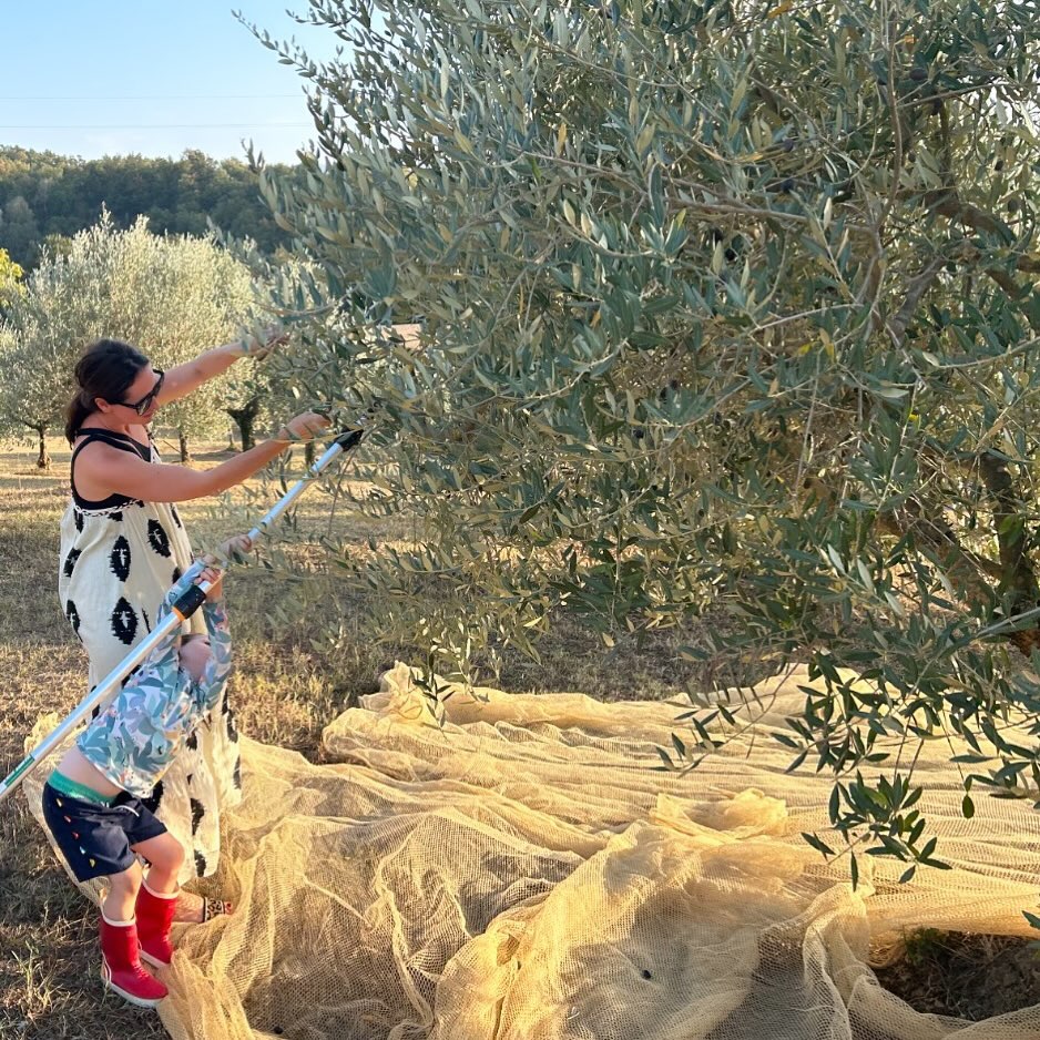 Olive picking every October