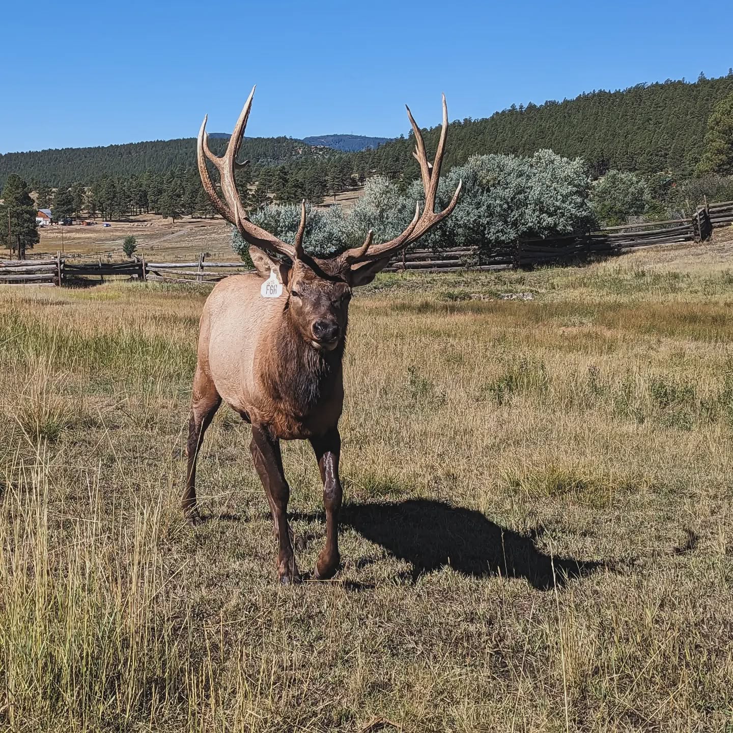 Just your daily dose of our handsome Cimarrón. #rmwpark #bullelk #Cimarrónthebullelk