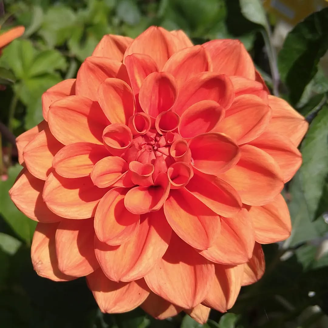 tyncellarcommunityhall #selfcateringcottage #selfcatering #holiday #cottages #margam #porthcawl #bedandbreakfast #inittogether #barnconversion #tyncellarfarm #thebarnbedandbreakfast #inittogetherfestival #farm #farmlife #visitwales #walesadventure #wales❤️#nature #august #wales #summer #flowersofinstagram