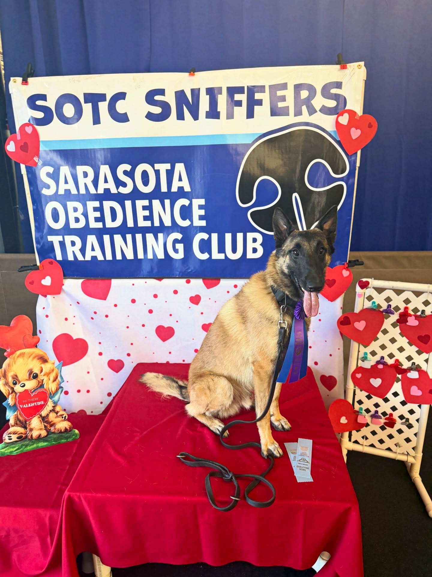 Puff earned his 1st title today!
UKC Ptd DragonFyres Magic Dragon **NC**
He had so much fun and well worth the 9hr round trip
•
•
#belgianmalinois #malinois #sportdog #akc #ukc