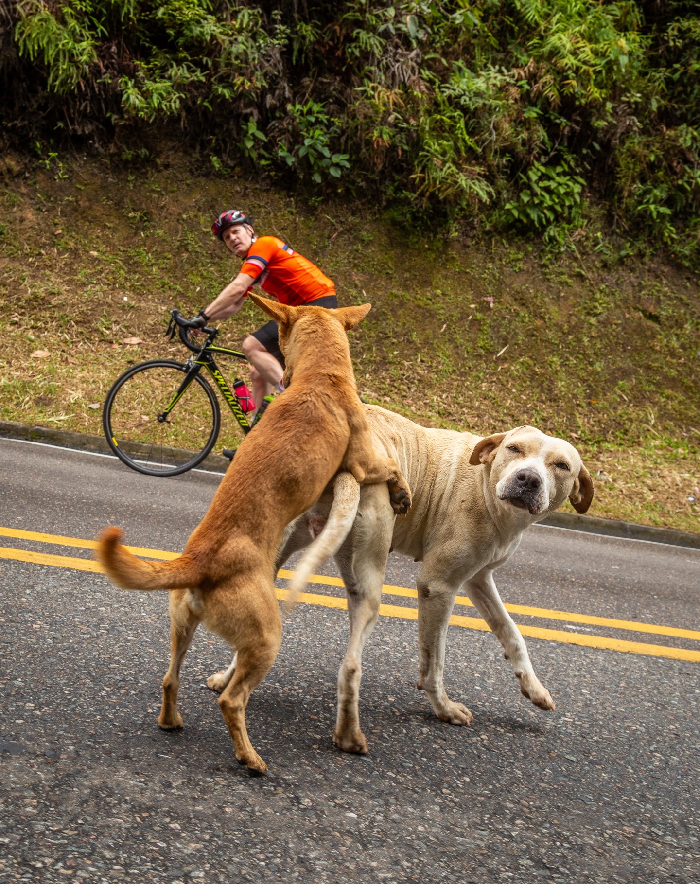 😂 Looking for fun and adventure? Well, if you’re as excited as these two in the photo, come join us in Colombia this January with Colombiana Beetle! 🚴♂️🐶 From Bogotá to Medellín, our 12-day bike tour from January 11-22, 2025, is all about enjoying Colombia’s incredible scenery, good vibes, and unforgettable moments. Don’t miss out—check our website for more info and get ready for the ride of a lifetime! 🇨🇴🌞 #ColombianaBeetle #BikeTourColombia #FunInColombia #BogotaToMedellin