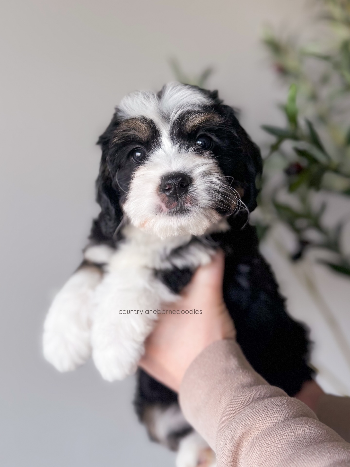 Update: Jade has found her family ๐
Jade would love nothing more than to be someoneโs Valentine ๐ฅน๐ kick starting forever with cozy days, daily routines, and a heart that chooses her every single day. ๐
Sheโs expected to be around 35 lbs full grown, with an allergy-friendly, low to non-shedding wavy coat, and a temperament thatโs thoughtful, sweet, and easy to love. Iโm happy to share all of her temperament details because she truly shines in the ways that matter most.
Sheโs our last F1 Mini Bernedoodle girl until summer, so donโt put off making her yours!
#minibernedoodlepuppy #f1minibernedoodle #myvalentine #bernedoodlebreeder #bernedoodles