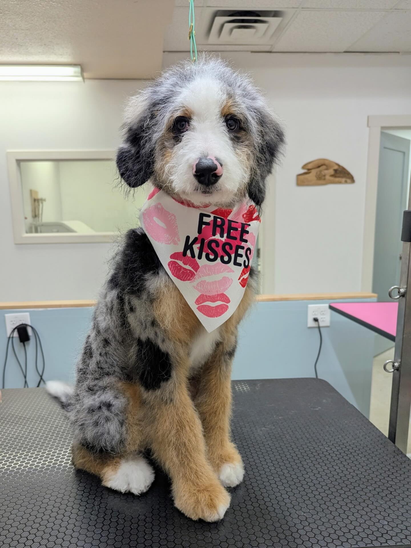 This little lady from Amee and Cheif is beyond stunning! Yukon beauty!
#aussiemountaindoodle, #australianmountaindoodle