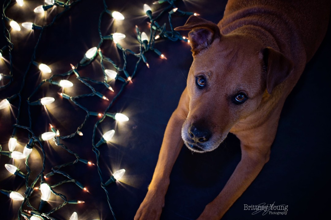 Merry Christmas
.
.
.
#instadog #dogsofinstagram #photography #photographer #dallas #snow #petphotography #merrychristmas