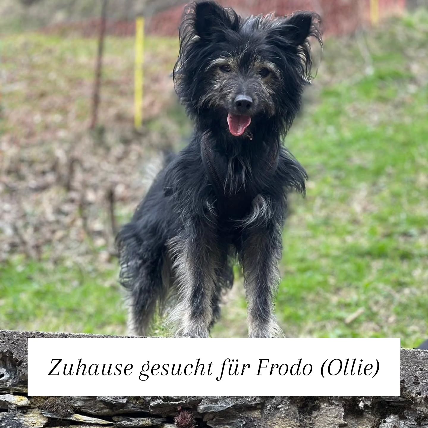Ollie (Frodo) sucht sein Für-immer-Zuhause 🤍
Ollie, geboren am 01.01.2020, ist ein sensibler Mischling mit einer schweren Vergangenheit. Als junger Hund vermutlich misshandelt, landete er im Tierheim in Spanien und kam später in die Schweiz. Trotz aller Fortschritte ist er nun leider erneut auf der Suche nach einem Zuhause.
Ollie hat in den letzten Jahren viel gelernt:
Er ist stubenrein, kann alleine bleiben, ist im Haus ruhig und entspannt. Draußen läuft er oft frei, ist gut abrufbar und bewegt sich sicher in bekannten Umgebungen. Mit anderen Hunden versteht er sich gut, fühlt sich im Rudel wohler als alleine. Bei Hundebegegnungen zeigt er sich jedoch noch unsicher, besonders wenn er bedrängt wird.
Neue Situationen verunsichern ihn, deshalb sucht Ollie ein reizarmes, ruhiges Zuhause bei hundeerfahrenen Menschen ohne Kinder. Eine klare, ruhige Führung gibt ihm die Sicherheit, die er braucht. Ein souveräner Ersthund wäre von Vorteil.
Die jetzige Familie hat erkannt, dass ihr Lebensstil mit Reisen für Ollie zu viel ist und sucht nun verantwortungsvoll einen Platz, der besser zu ihm passt.
👉 Der Kontakt und die Vermittlung laufen direkt über die jetzigen Adoptanten Familie Zutt in 8487 Rämismühle Kanton Zürich, wir stehen unterstützend zur Seite.
Ollie verdient Stabilität, Geduld – und Menschen, die bleiben.
Dies soll seine letzte Chance sein.
📩 Bei Interesse gerne PN.
Link zum Inserat auf Tieronline im Kommentar⬇️