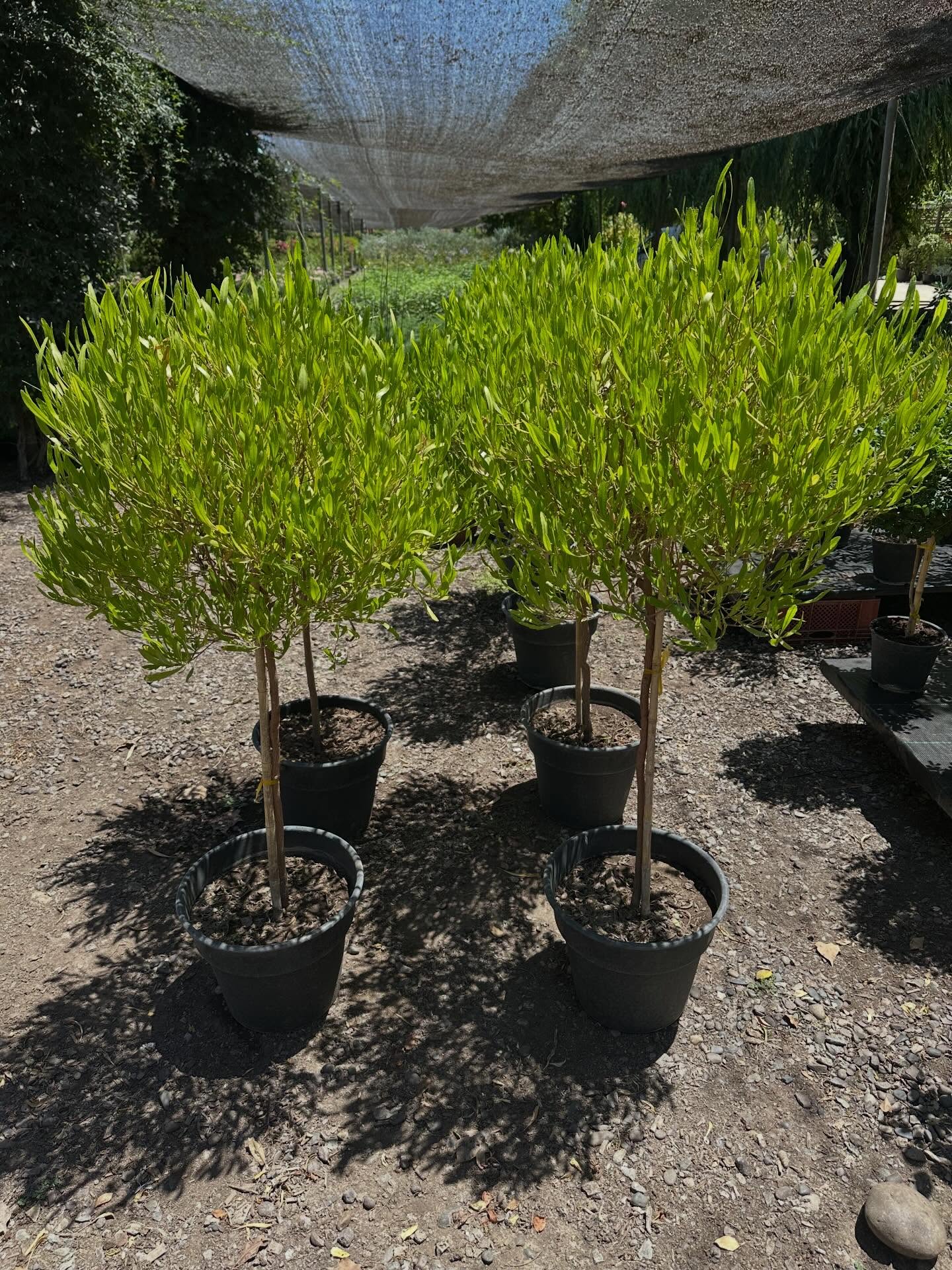 Stenocarpus y Crespón de pie alto