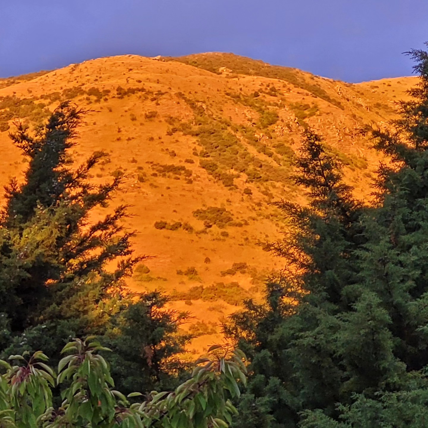 Evening alpenglow on the ramparts of Mt Grandview behind our house. I was inside and glanced out the window to see this scene. Ykes! Never taking NZ for granted.
.
.
@purenewzealand #newzealand #wanaka #lovewanaka @wanaka #mountainspirit #meditation #retreats #yinyoga #experientialeducation #alpenglow