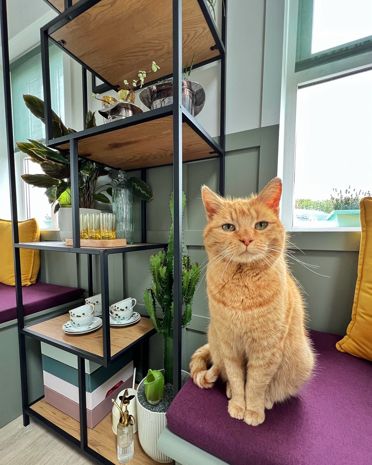 With a great sadness, we announce the loss of our beloved cat Noodle. She filled our hearts with so much joy, endless meowing and true love 🐈 She loved to socialise with our guests and filled our days with fun and mischief. Thank you Noddle, we will never forget you ✨
•
#cats_of_instagram
#kitty
#animallovers
#cat