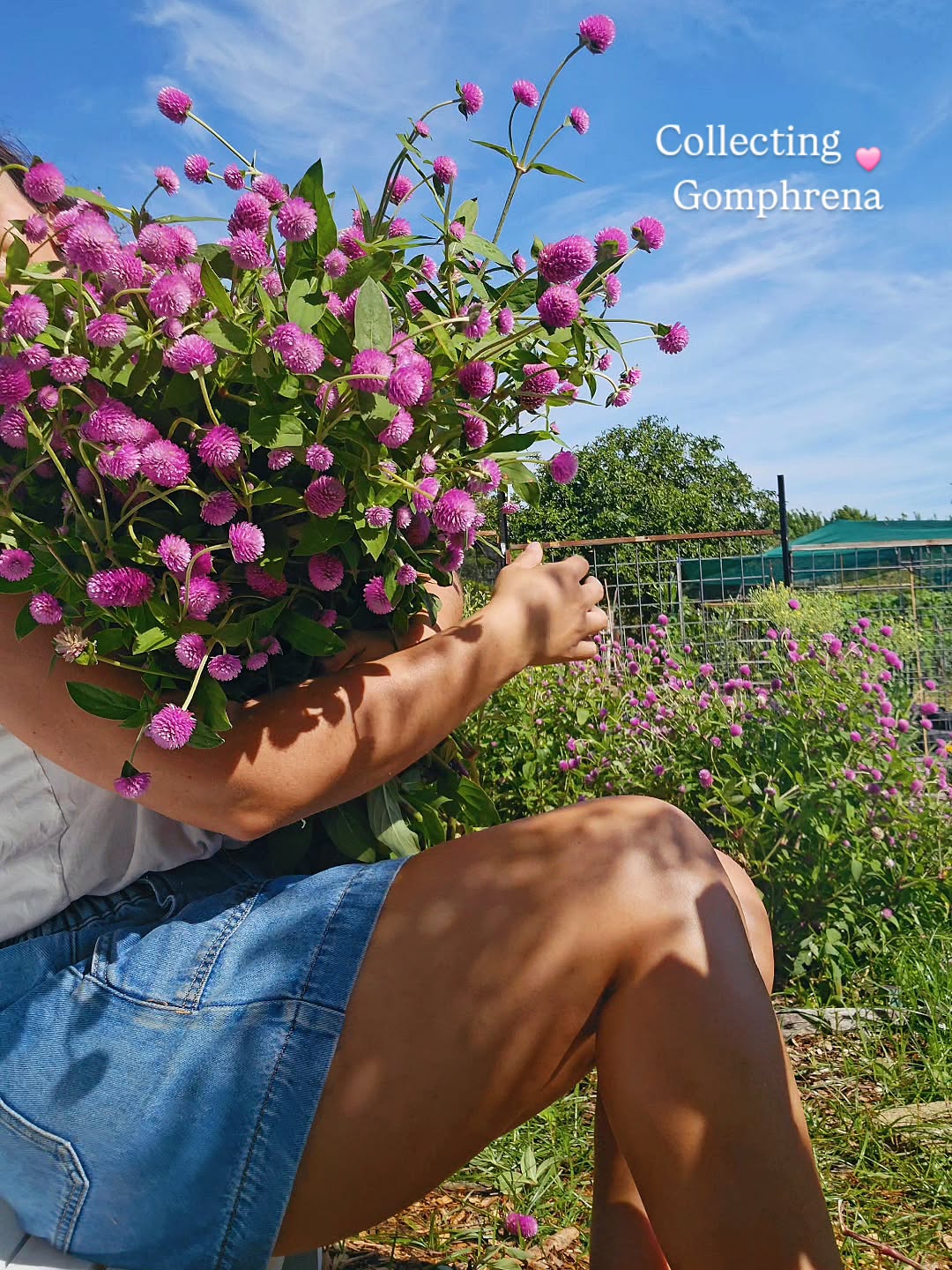 Harvesting a flower you've grown from a little seed over many months is a feeling you never grow tired of.
My patch is currently overflowing with beautiful Gomphrena. A great filler flower, but also looks great in a bunch of its own.
It is a great dried flower also.
🩷🩷🩷