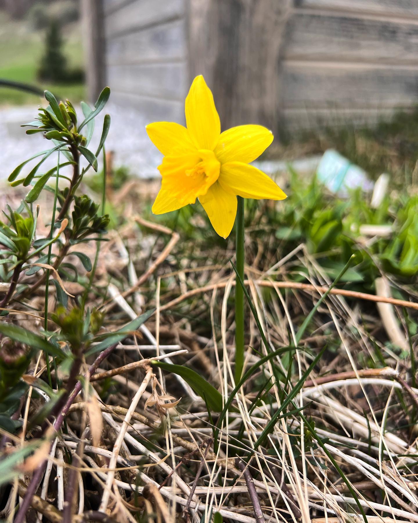 Endlich der erste Märzenbecher 2022! Nun wirds endlich Frühling! 💐
#biogarten #hintergrabenbauer #oberweng #pyhrnpriel #urlaubambauernhof #bioaustria