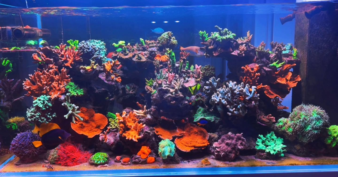 Una giovane coppia, tanta passione e un hobby che unisce 🌊
Non ricordiamo l’età esatta, ma una cosa è certa: questo reef è il risultato di tempo condiviso, scelte fatte insieme e tanta voglia di imparare.
Un hobby che accumuna, che insegna pazienza, collaborazione e attenzione ai dettagli.
Dal primo corallo alle soddisfazioni di oggi, ogni crescita racconta un pezzo del loro percorso, non solo acquariofilo ma anche di coppia.
Vi riconoscete anche voi in questa storia?
Avete iniziato questo hobby da soli o in compagnia? 💬
#ReefTank
#PassioneCondivisa
#AcquarioMarino