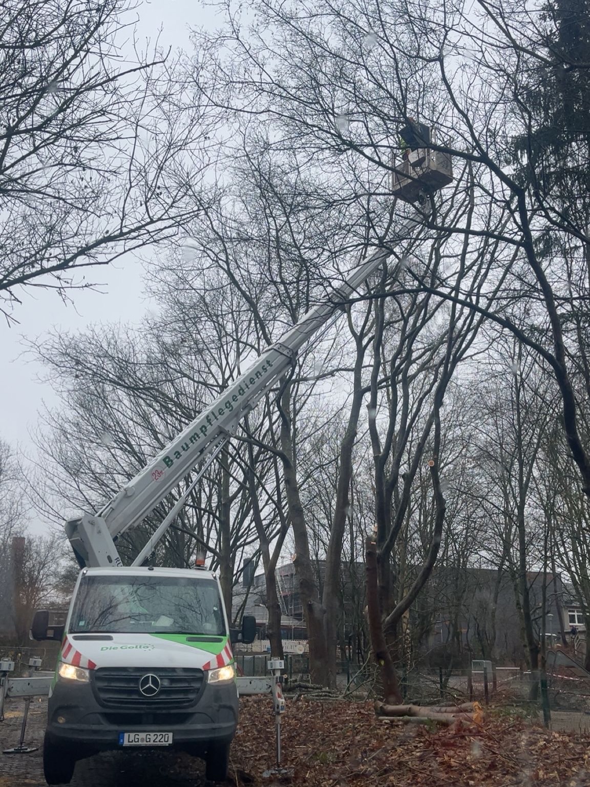 Baumfällungen nur noch bis zum 28.02.2026 möglich
Der Winter ist die klassische Zeit für Baumfällungen und größere Eingriffe im Baumbestand.
Grund dafür ist der gesetzliche Schutz von Vögeln und anderen wildlebenden Tieren.
👉 Ab dem 01.03. beginnt die Brut- und Setzzeit.
In diesem Zeitraum sind Baumfällungen und starke Rückschnitte grundsätzlich nicht mehr zulässig (§ 39 Bundesnaturschutzgesetz) – Ausnahmen gelten nur bei Gefahr im Verzug.
Aktuell sind wir mit unserem Baumpflege-Team im Einsatz und führen fachgerechte Fällungen und Pflegearbeiten durch – sicher, umsichtig und mit Blick auf Natur und Umwelt.
💡 Unser Tipp:
Wenn eine Fällung oder größere Maßnahme geplant ist, sollte diese jetzt geprüft und rechtzeitig umgesetzt werden.
📞 Sprecht uns gerne an – wir beraten euch fachlich und übernehmen die Umsetzung.
#DieGollo
#Baumpflege
#Baumfällung
#Brutzeit
#Naturschutz
GartenUndLandschaftsbau
Baumarbeiten
VerantwortungFürNatur