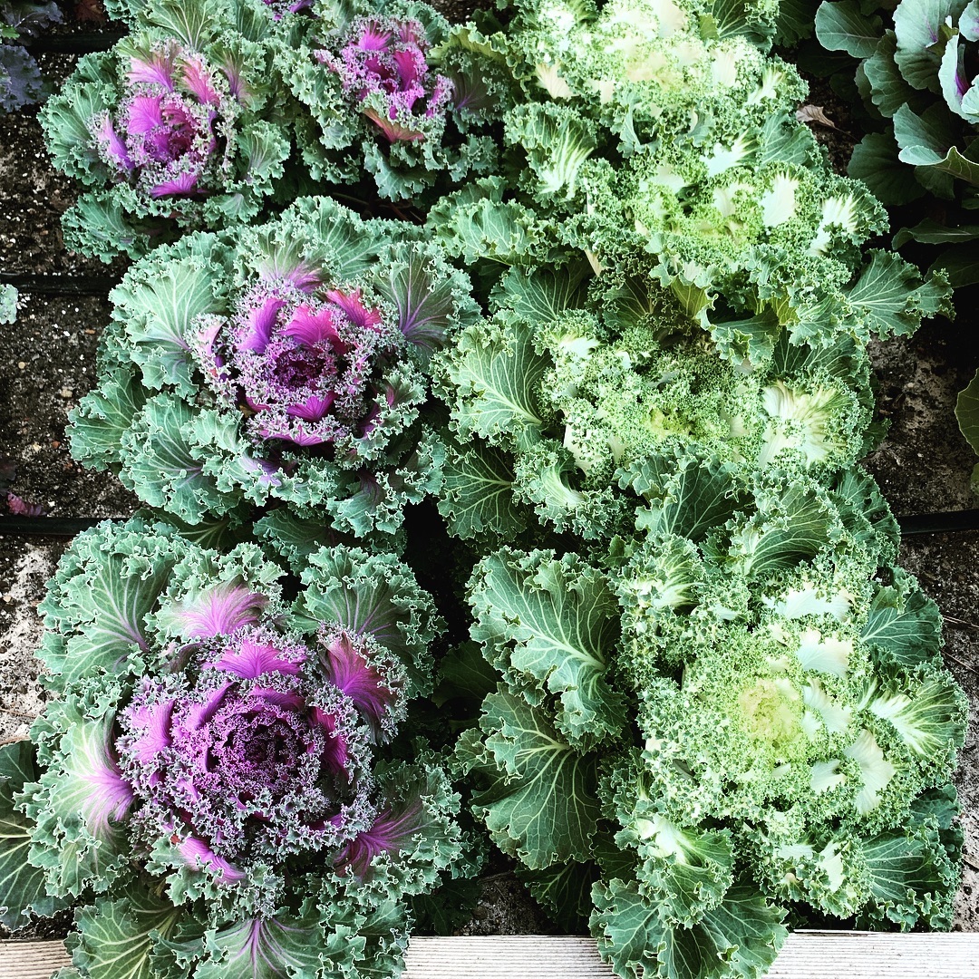 Growing my green thumb 🌱👍🏽