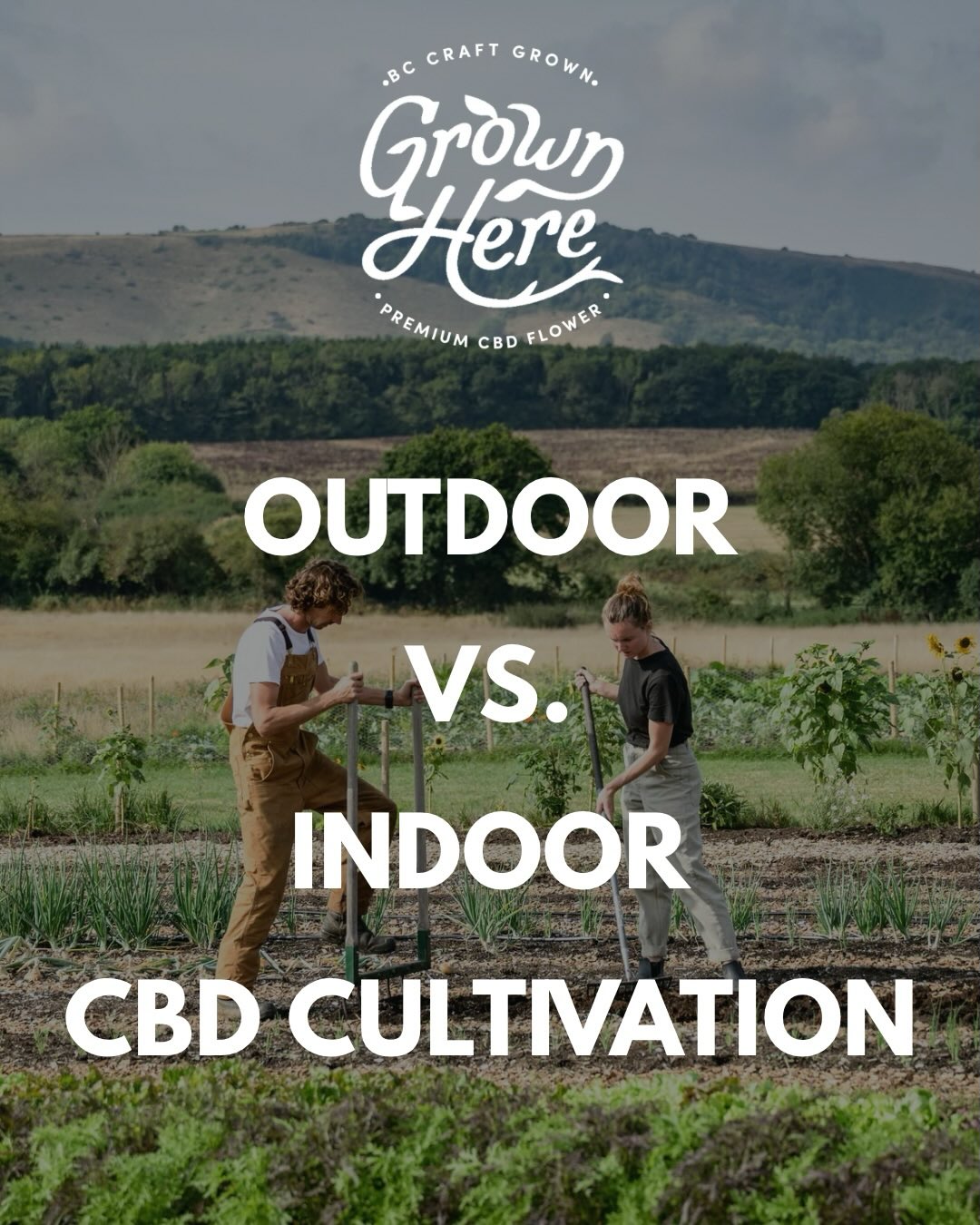 Customers that are used to indoor grown flower - which is about 85% of flower out there - will notice subtle differences between an outdoor cultivated flower and an indoor one.
Mostly this is due to the natural environment that increases stressors on the plant (wind, rain, variations in sunlight, etc) when grown outdoors. These natural stressors trigger the plants to grow stronger against them. Which leads to stronger stems and more leaf in a natural environment.
In indoor growing, these influences are absent.
For us, as puritan organic farmers, the benefit of growing CBD flower in conditions that are connected to nature and as close to the ancestral source of the plant medicine as possible – sun, living soil, mycorrhizal fungi networks that communicate in the soil, fresh air and a natural environment – far outweigh these minor differences.
It’s part of our philosophy that we should not be growing in these siloed indoor environments that are completely sanitized and disconnected from nature itself.
Part of the magic in plant medicine is the influence of these natural elements and how they shape the plant, its frequency and resonance.