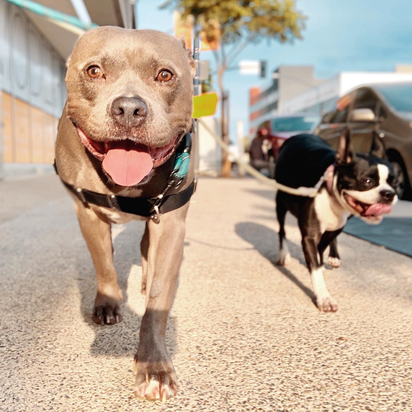 Everyone thinks they’ve got the best dog
⠀⠀⠀⠀⠀⠀⠀⠀⠀
...and none of them are wrong 🐾