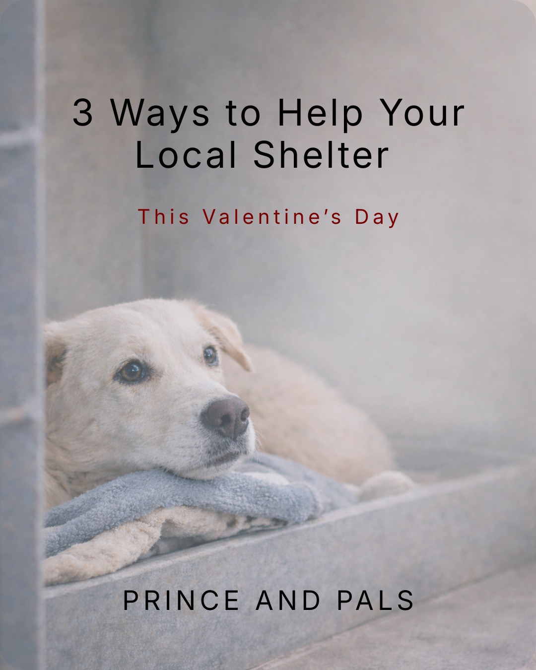This Valentine’s Day, consider showing love to the animals who need it most.
Donations, volunteering your time, or fostering can make a real difference for local shelters and the animals in their care.
#localshelter #givingback #valentine #princeandpals #dontabandon #dogs #dogrescues #dogrescue #rescue #adopt