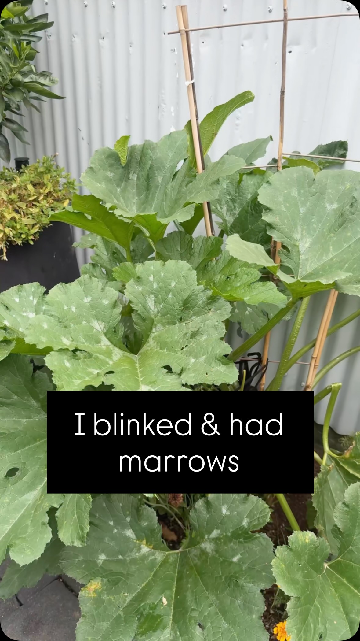 Blink and your zucchini / courgette turns into a marrow in under a week.
This is your reminder to check your plants every 2–3 days … they grow fast and they don’t wait for you 🥴😂💩
vegetable gardening, edible garden, kitchen garden, grow your own food, homegrown vegetables, backyard food garden, zucchini growing, courgette plant, harvesting zucchini, courgette to marrow, marrow vegetable, vertical zucchini, vertical vegetable garden, trellised zucchini, small space gardening, space-saving gardening, DIY food garden, beginner vegetable gardening, seasonal growing, productive gardens, fast growing vegetables