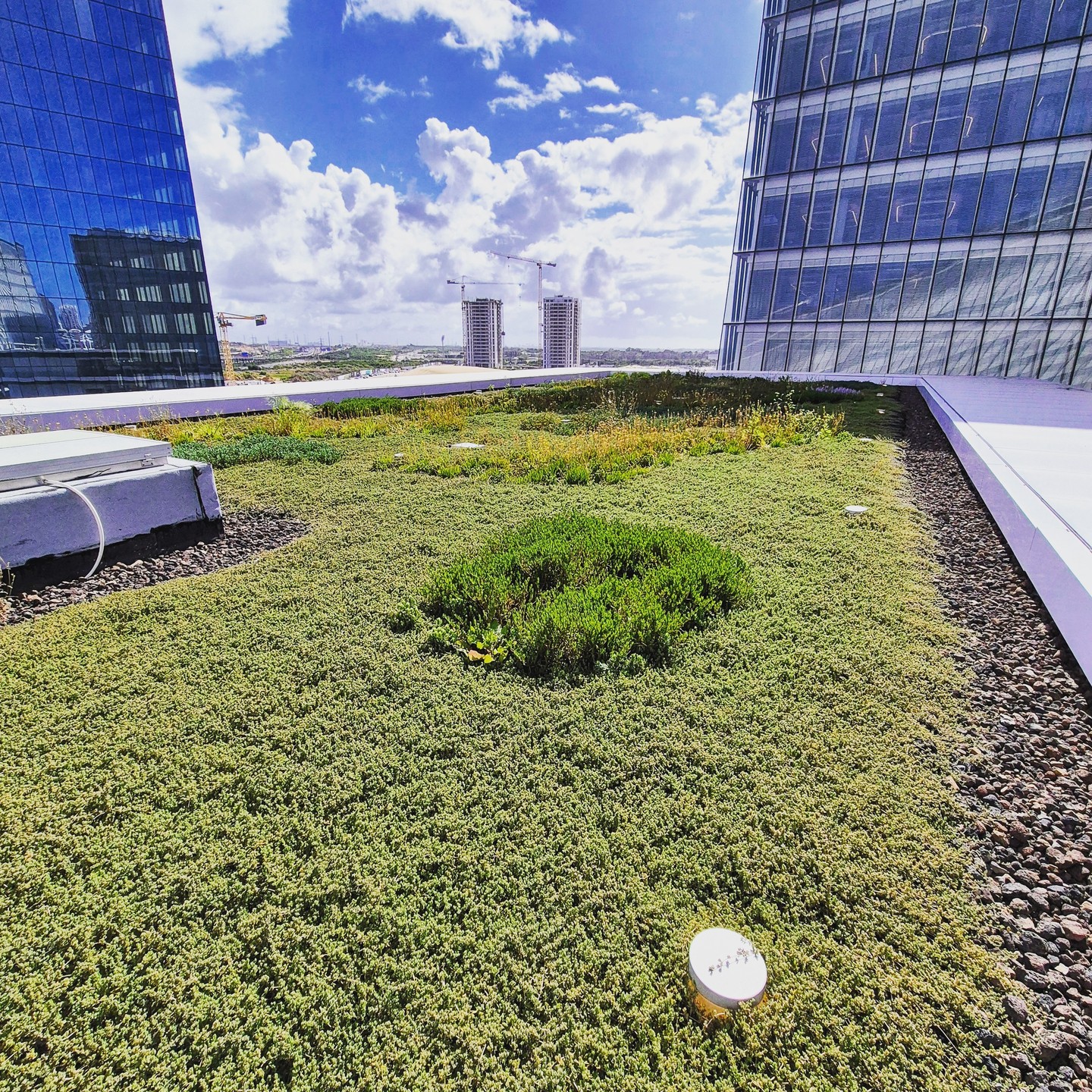 a bank with a green roof
#greenroof #bldveg
#בניין צומח
#גגירוק
#גגצומח
#בנייהירוקה