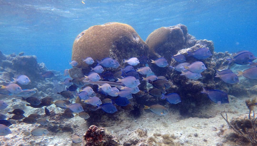 Rush hour at Trunk Bay
.
.
.
.
.
🐡🐟☀️🏝
#gobeyond #snorkeling #snuba #caribbean #saltlife #visnuba #diving #familygoals #familyfun #familyvacation