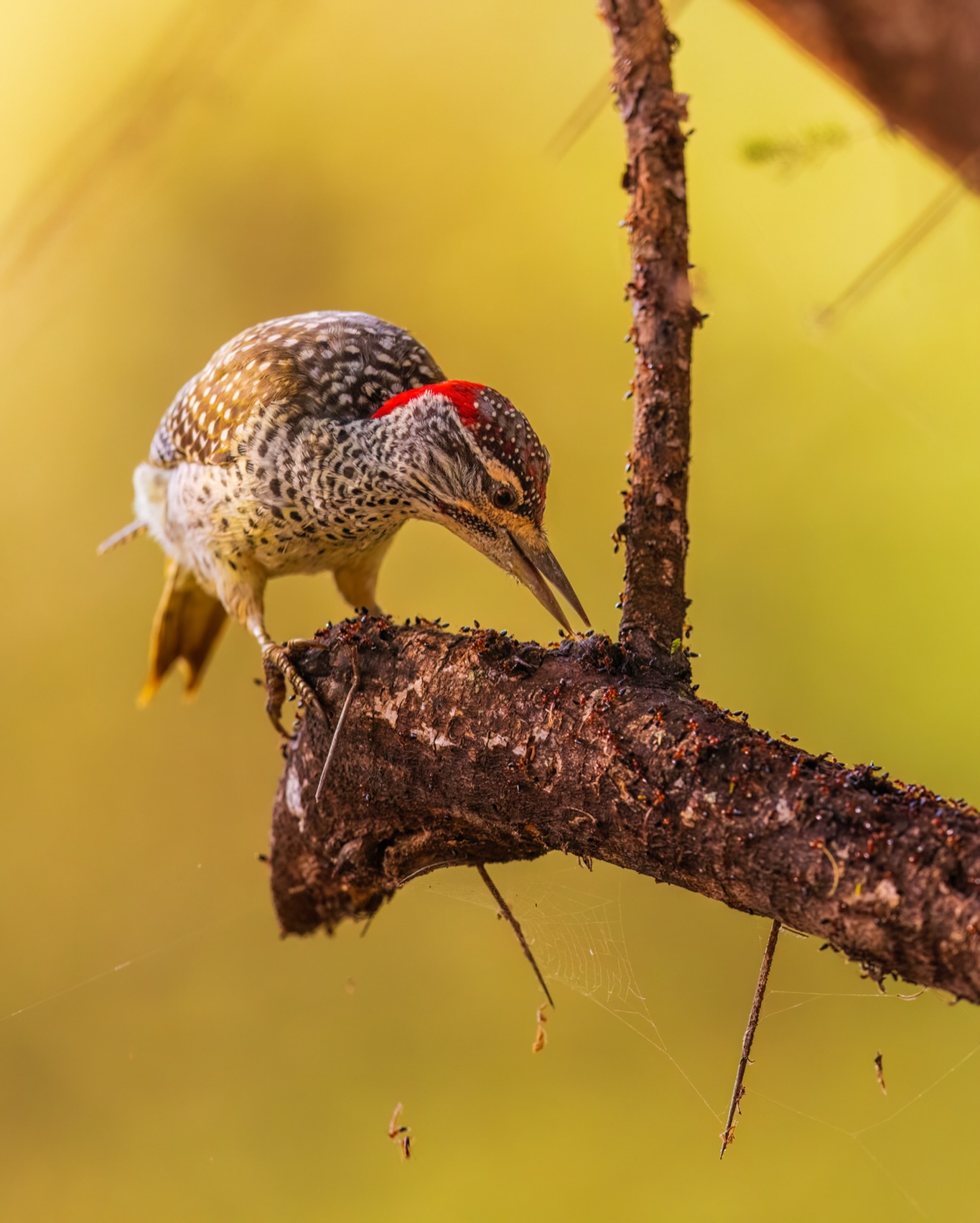 Riddle and rhyme, the instruments of our time.
☆
Nubian Woodpecker
☆
#birds #woodpecker #nubian #nubianwoodpecker #travelafrica