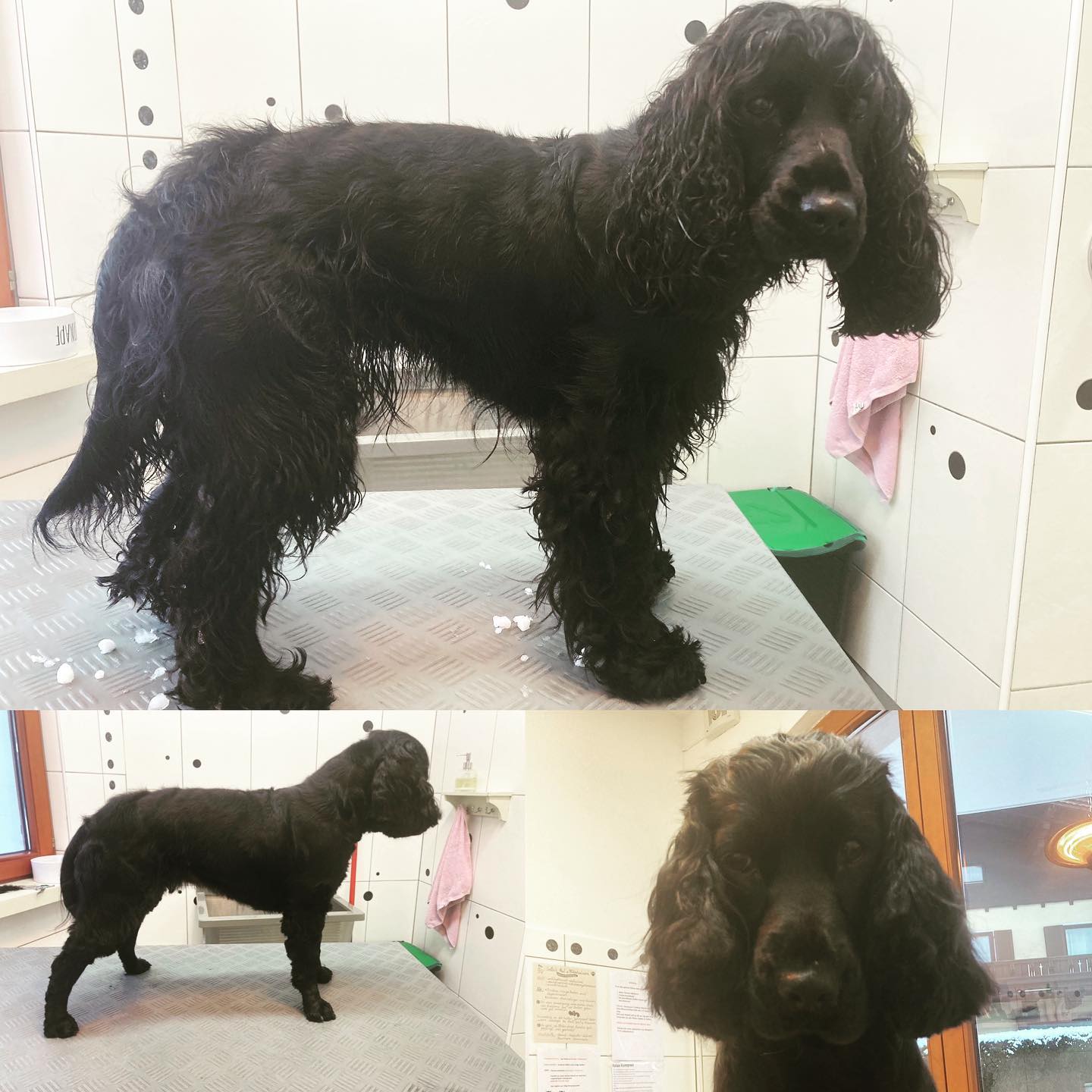 Die liebe Thea🥰 bekam heute ein Winteroutfit✂️
#cockerspaniel
#schneeballen
#wiederwintertauglich☃️
#machtwiederspass🐶🎾❄️