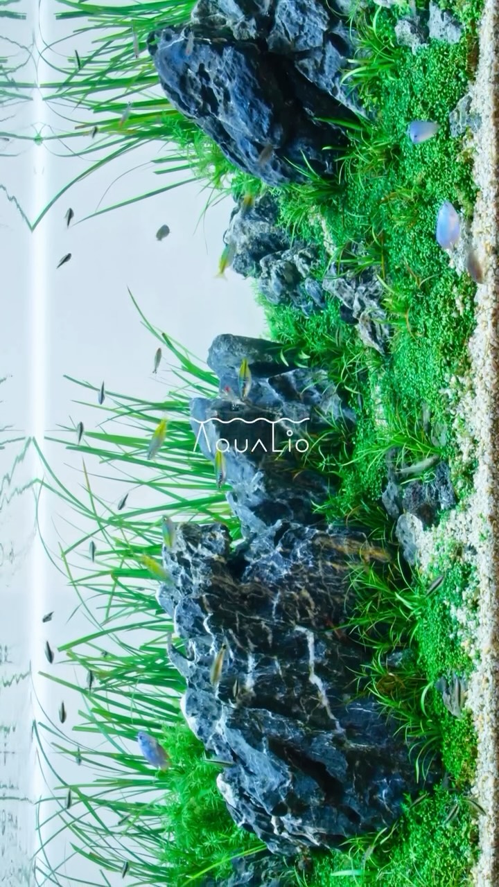 Upcoming Aquarium Exhibits
#aqualio_jp #fishtank #aquariumvideos #aquascaping #aquascape