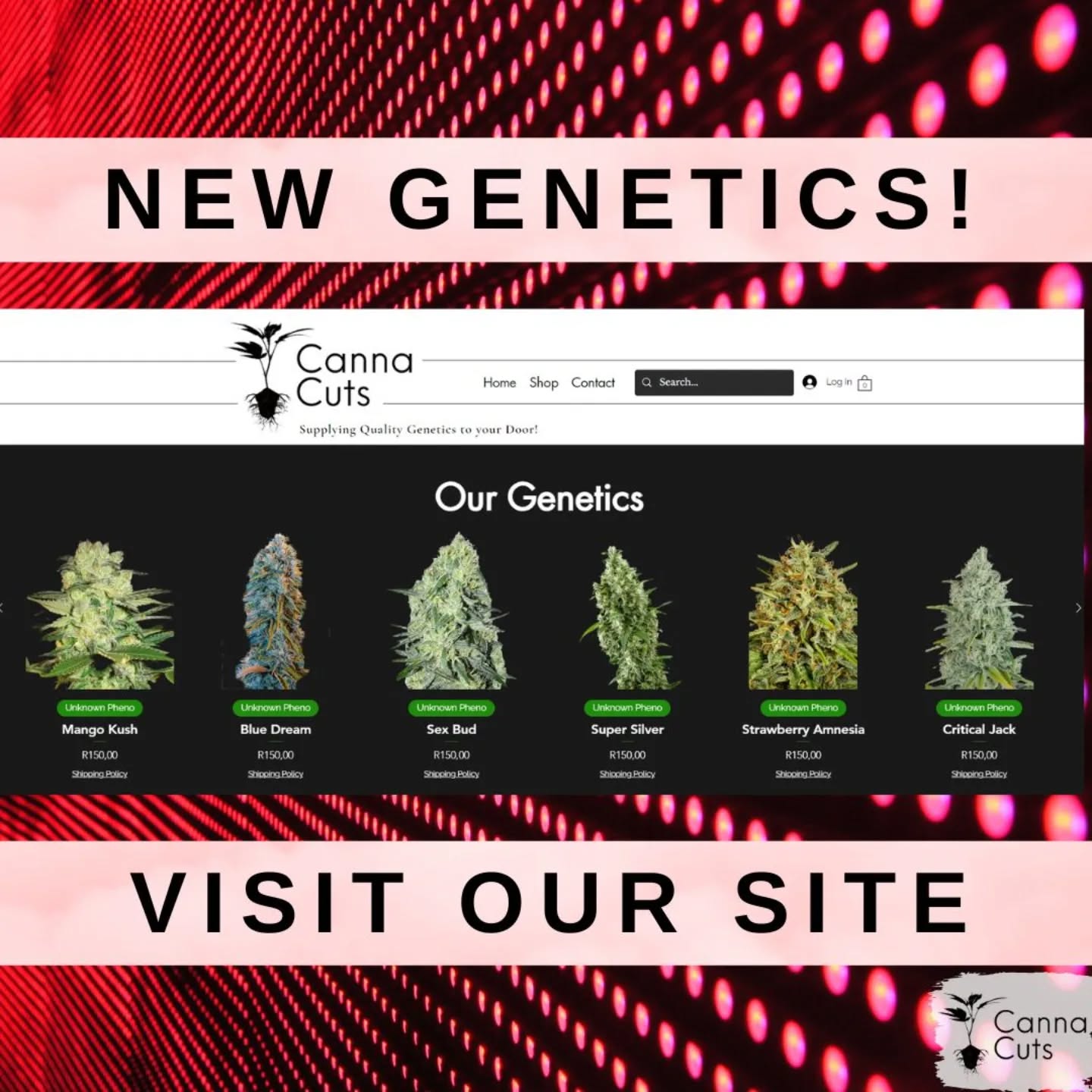 Check out our new genetics! Cut and ready to order.
Visit www.cannacuts.co.za to explore our new genetics.